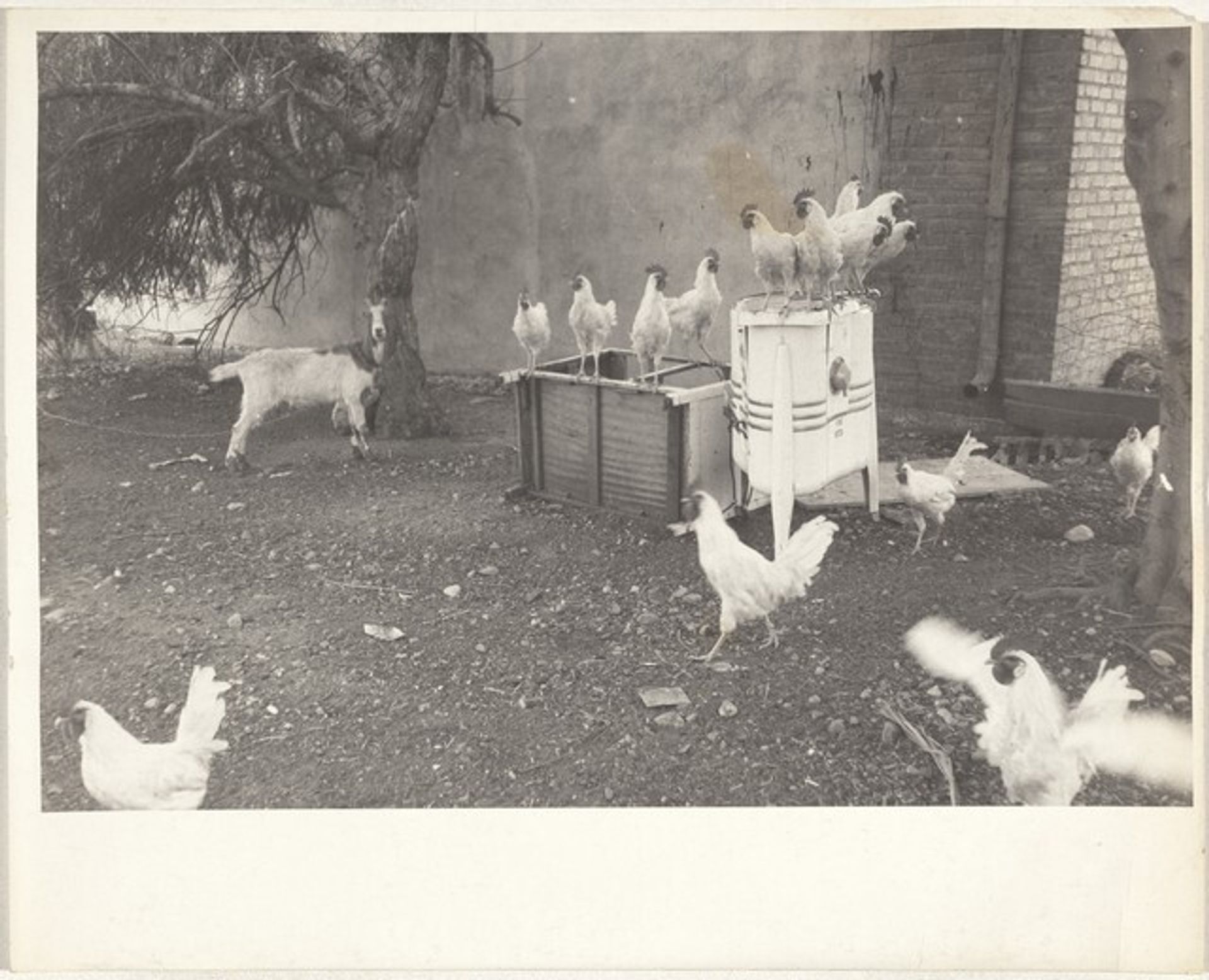Chicken farm--San Fernando, California by Robert Frank