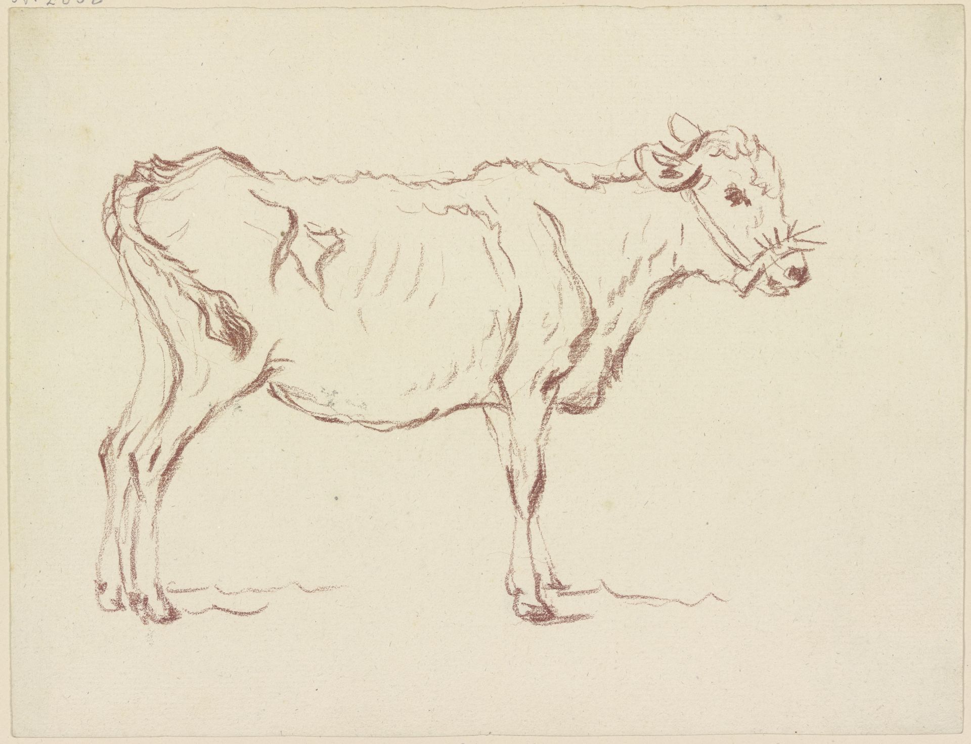 Standing calf to the right by Friedrich Wilhelm Hirt