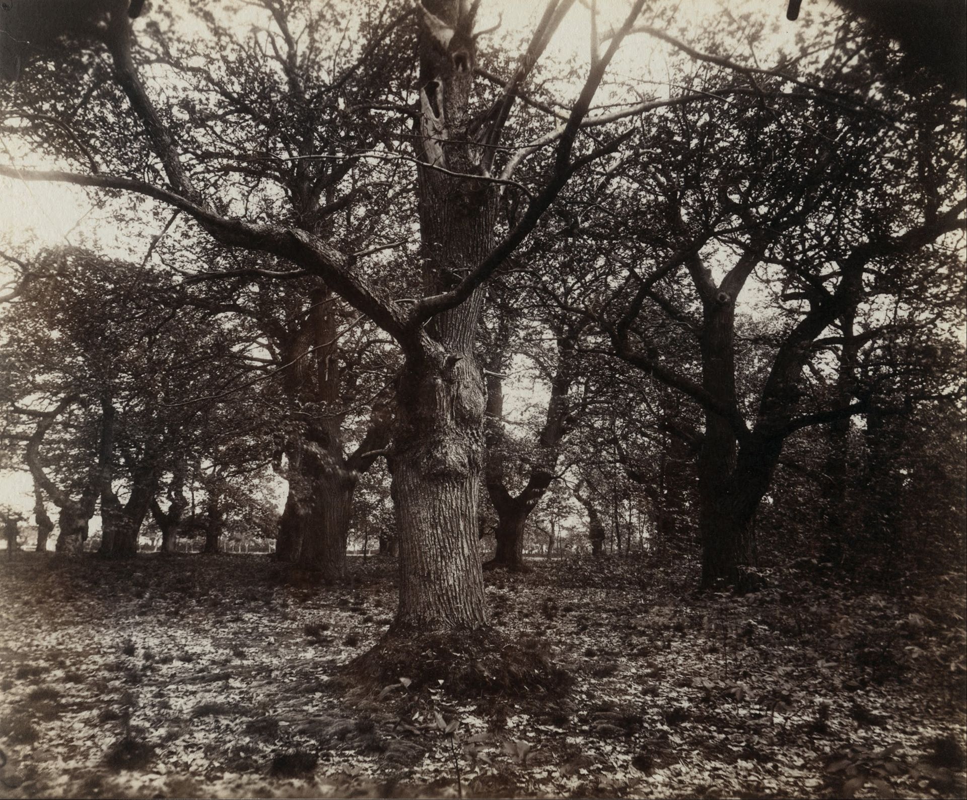 Châtaigniers by Eugène Atget