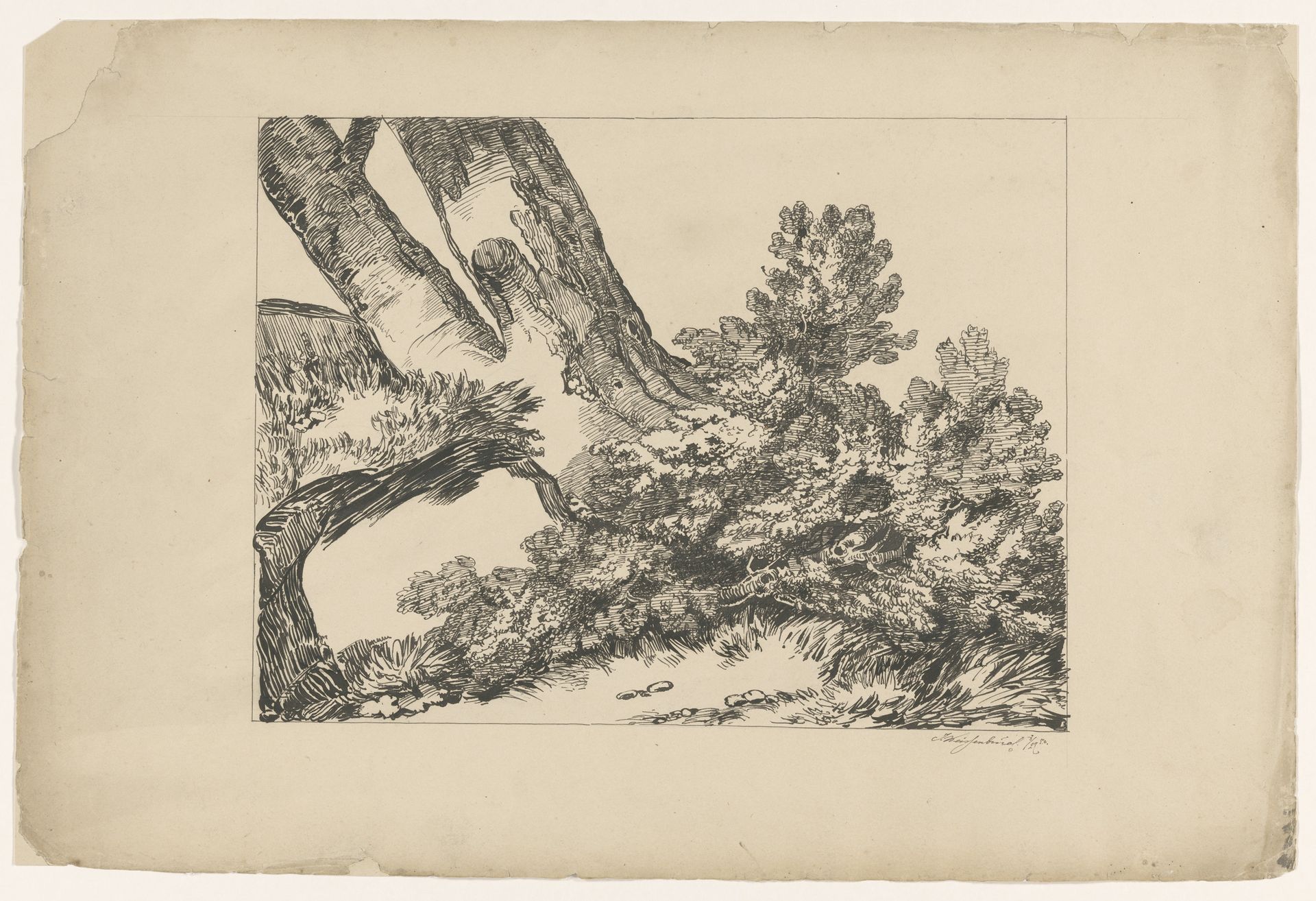 Vegetatie onder een boom by Isaac Weissenbruch