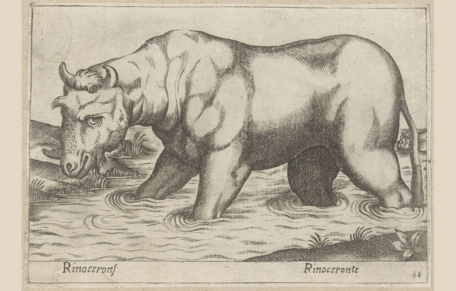 Neushoorn by Antonio Tempesta
