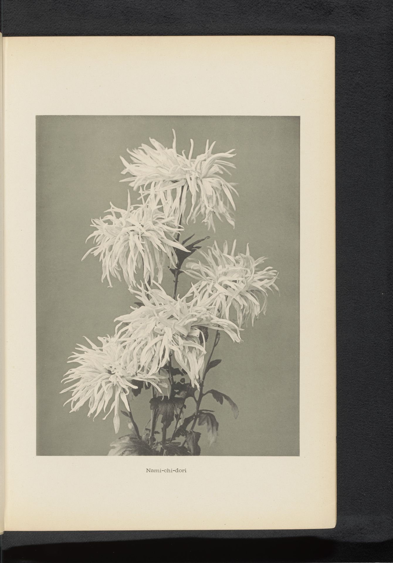 Chrysant by Kazumasa Ogawa