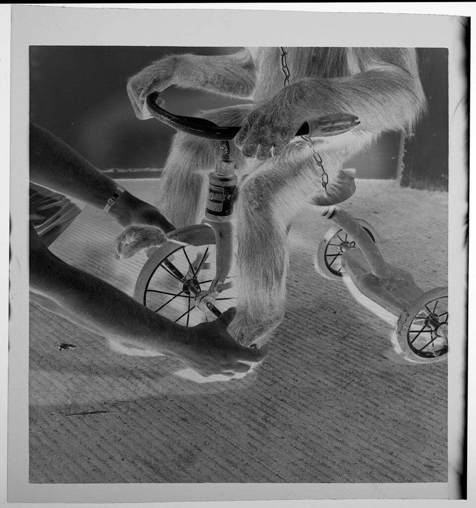 Untitled (lower half of monkey on tricycle with hands) by Jack Gould