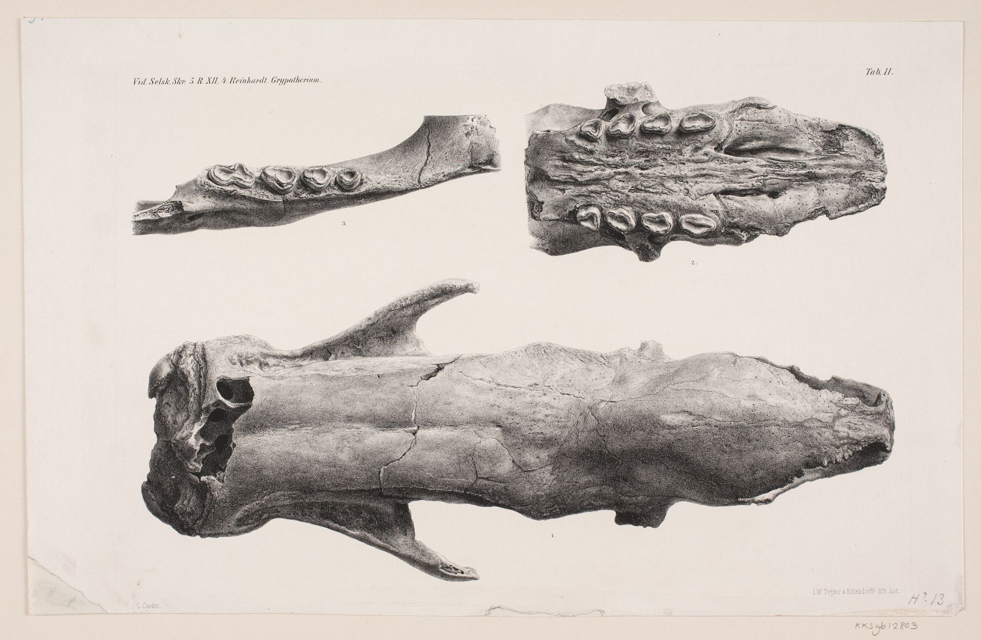 Naturhistorisk tegning by Carl Christian Larsen Cordts