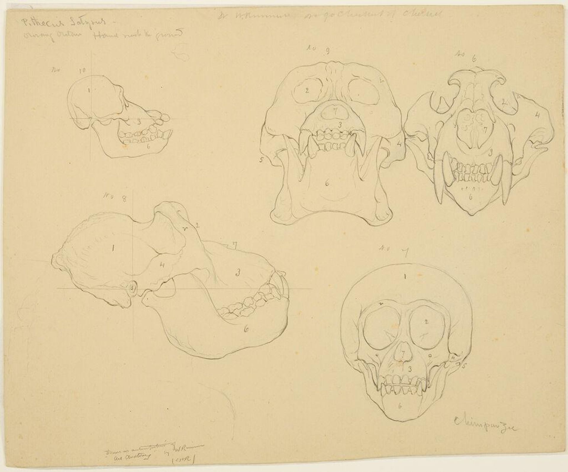 Animal Skulls, for "Art Anatomy" by William Rimmer