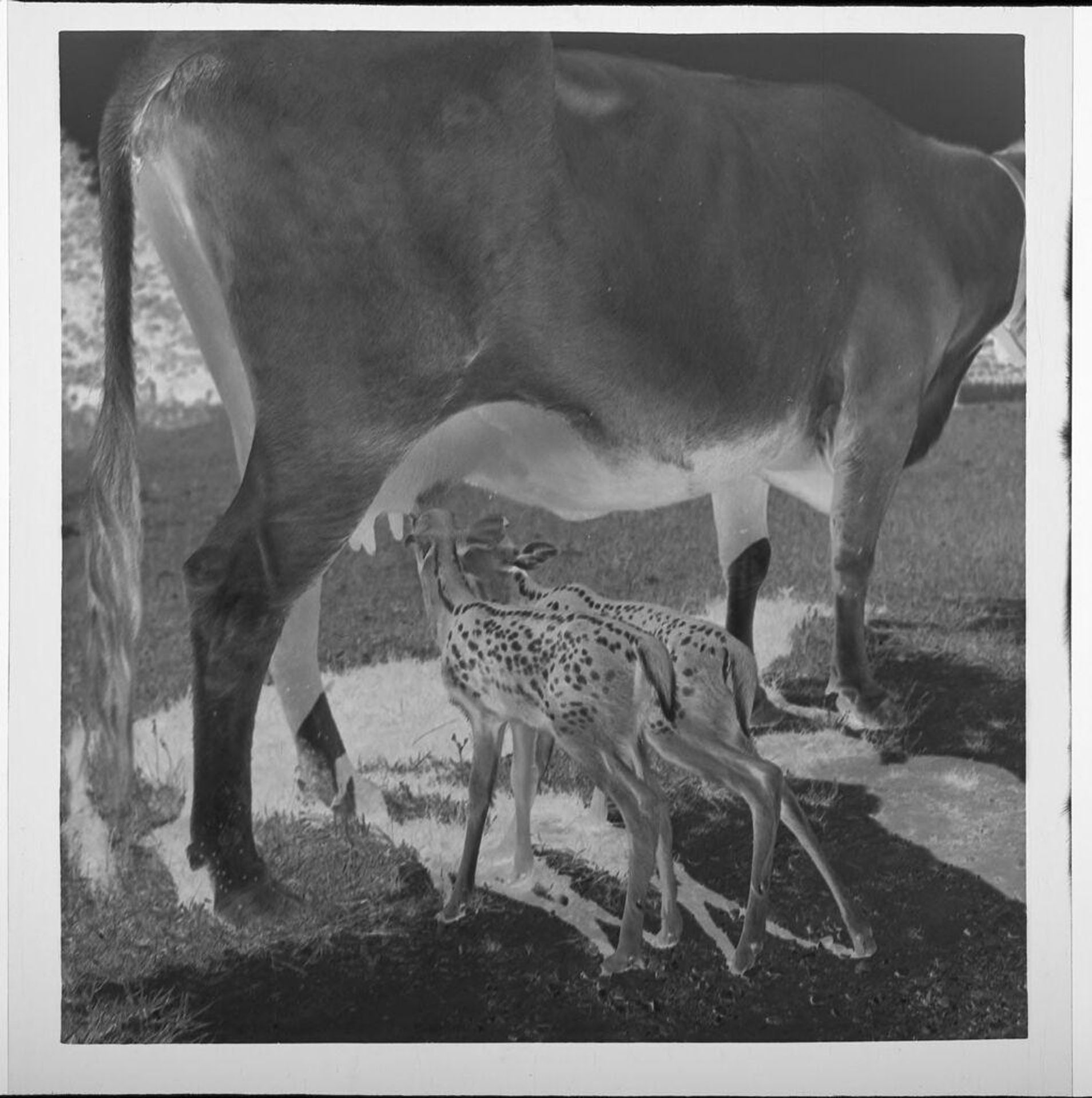 Untitled (baby fawns nursing from cow) by Jack Gould