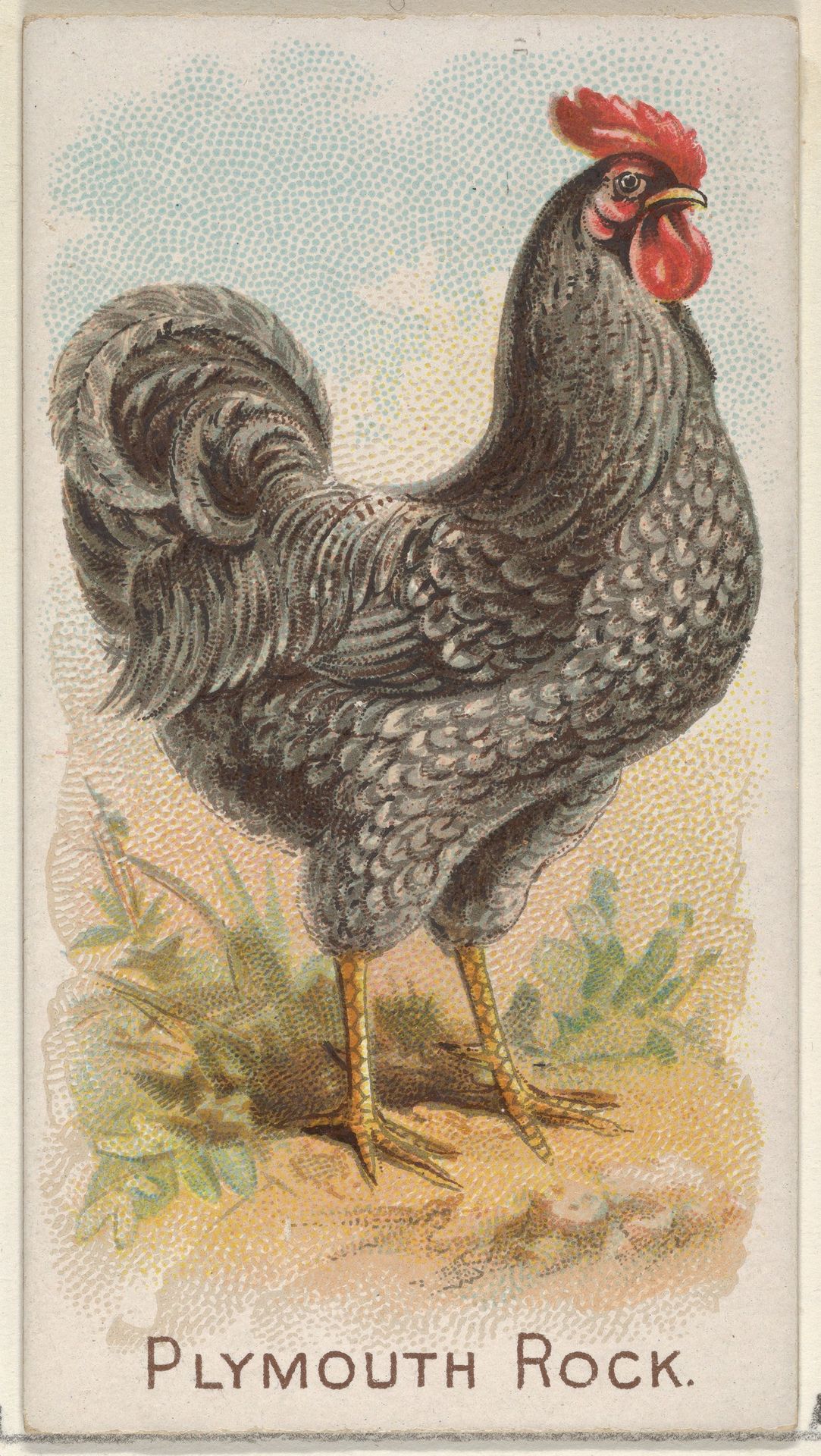 Plymouth Rock, from the Prize and Game Chickens series (N20) for Allen & Ginter Cigarettes by Allen & Ginter