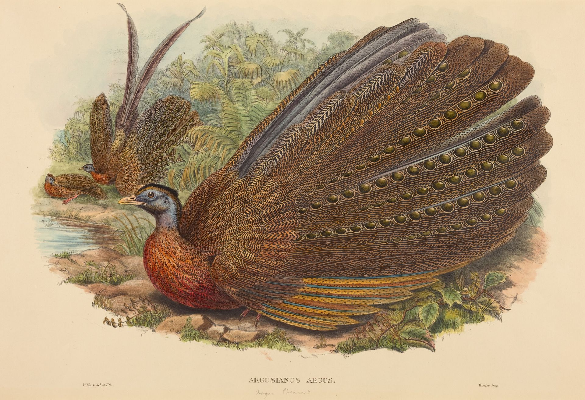 Argus Pheasant (Argusianus Argus) by W. Hart