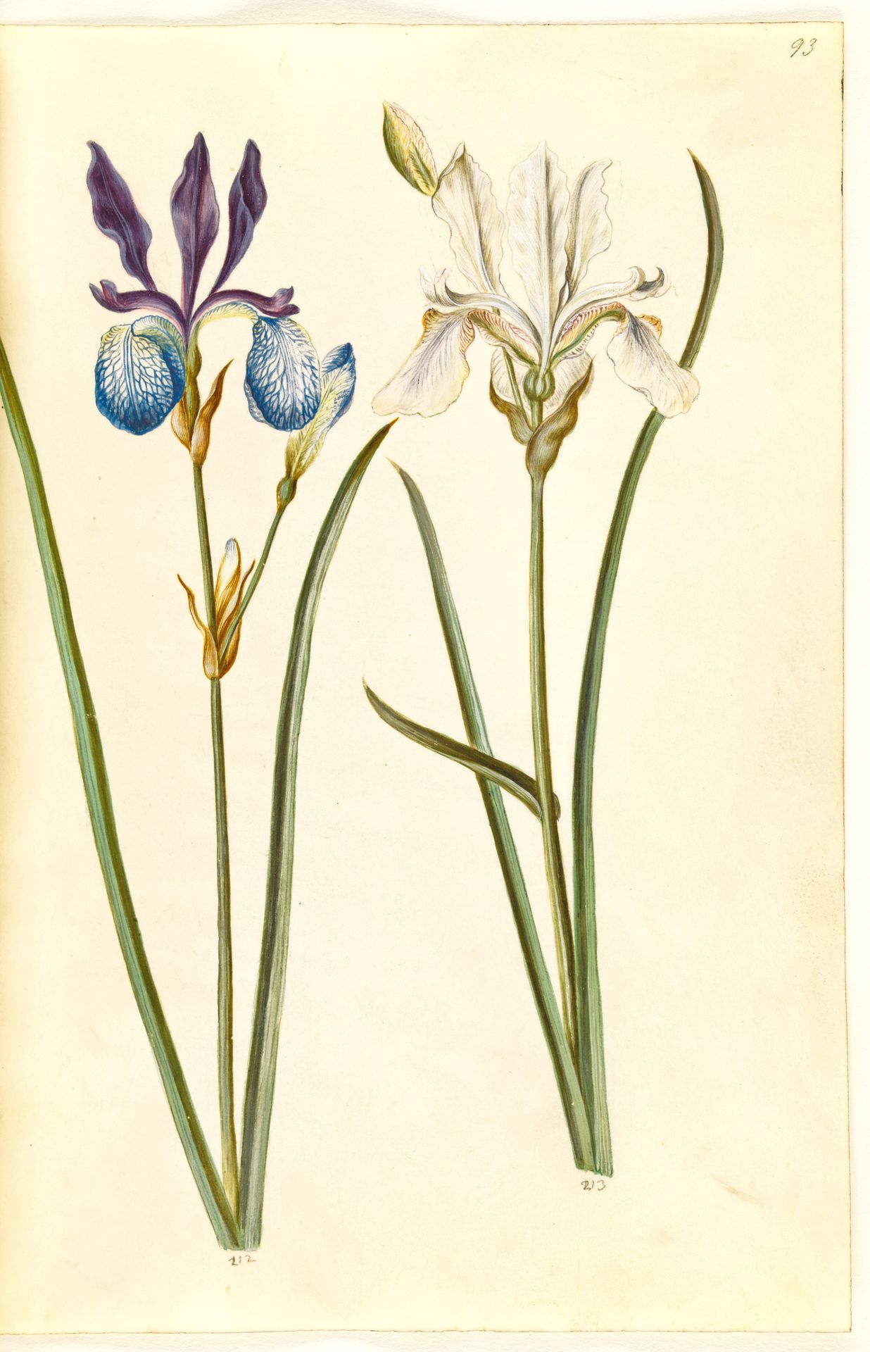 Iris sibirica (sibirisk iris) by Hans Simon Holtzbecker