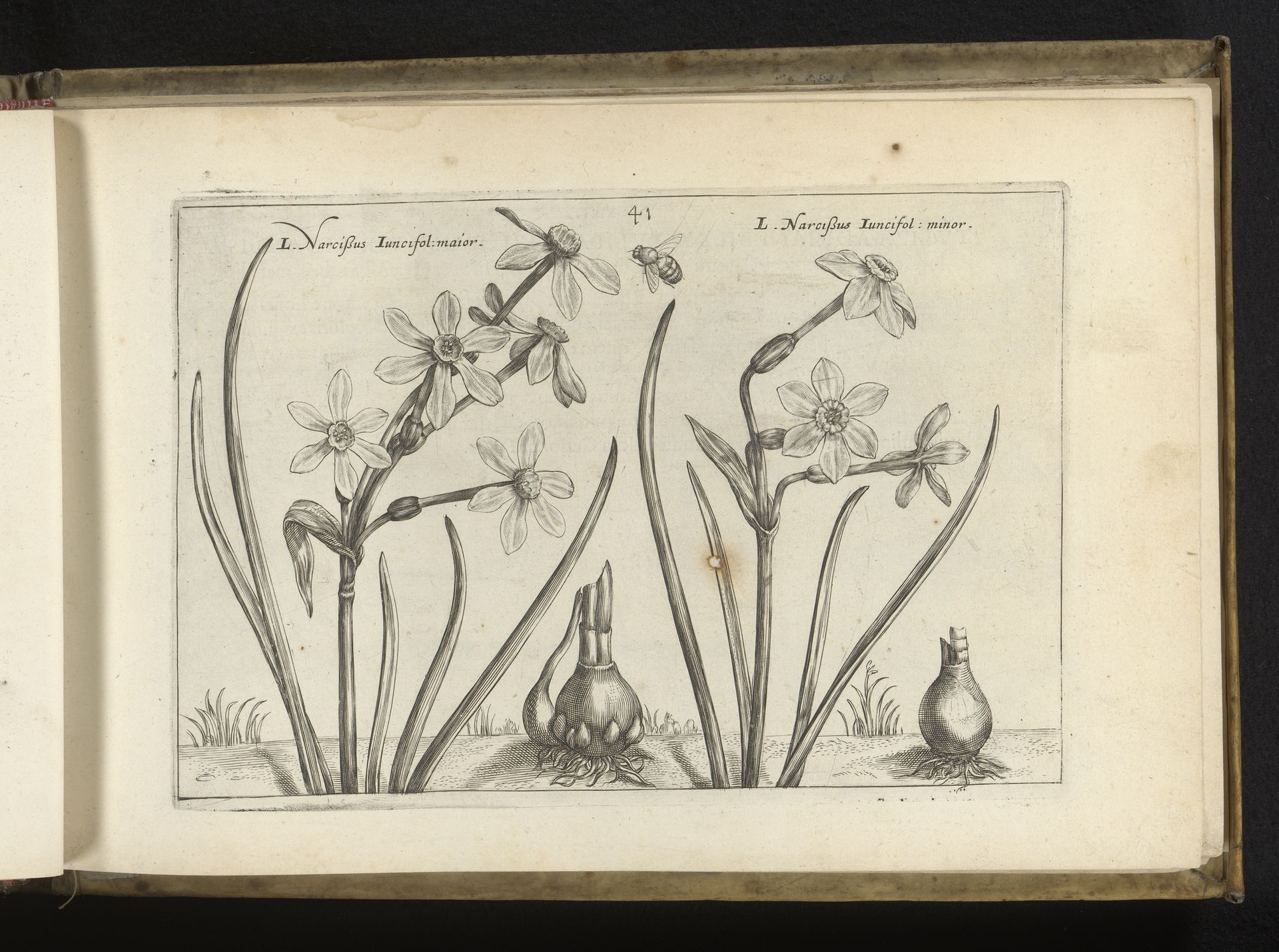 Twee varianten van de biesbladige narcis by Crispijn van de (II) Passe