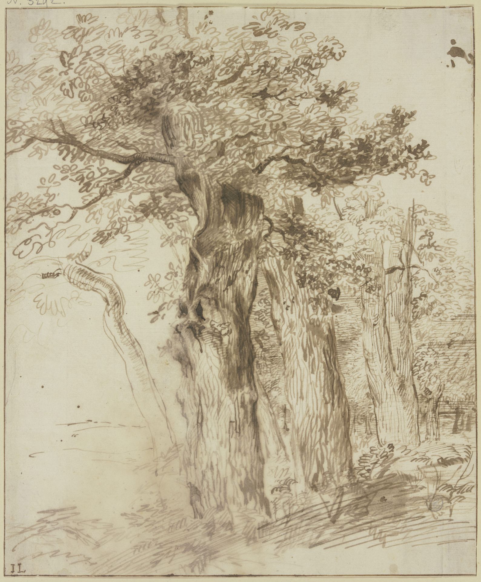 Eine Gruppe von Eichenstämmen by Jan Lievens