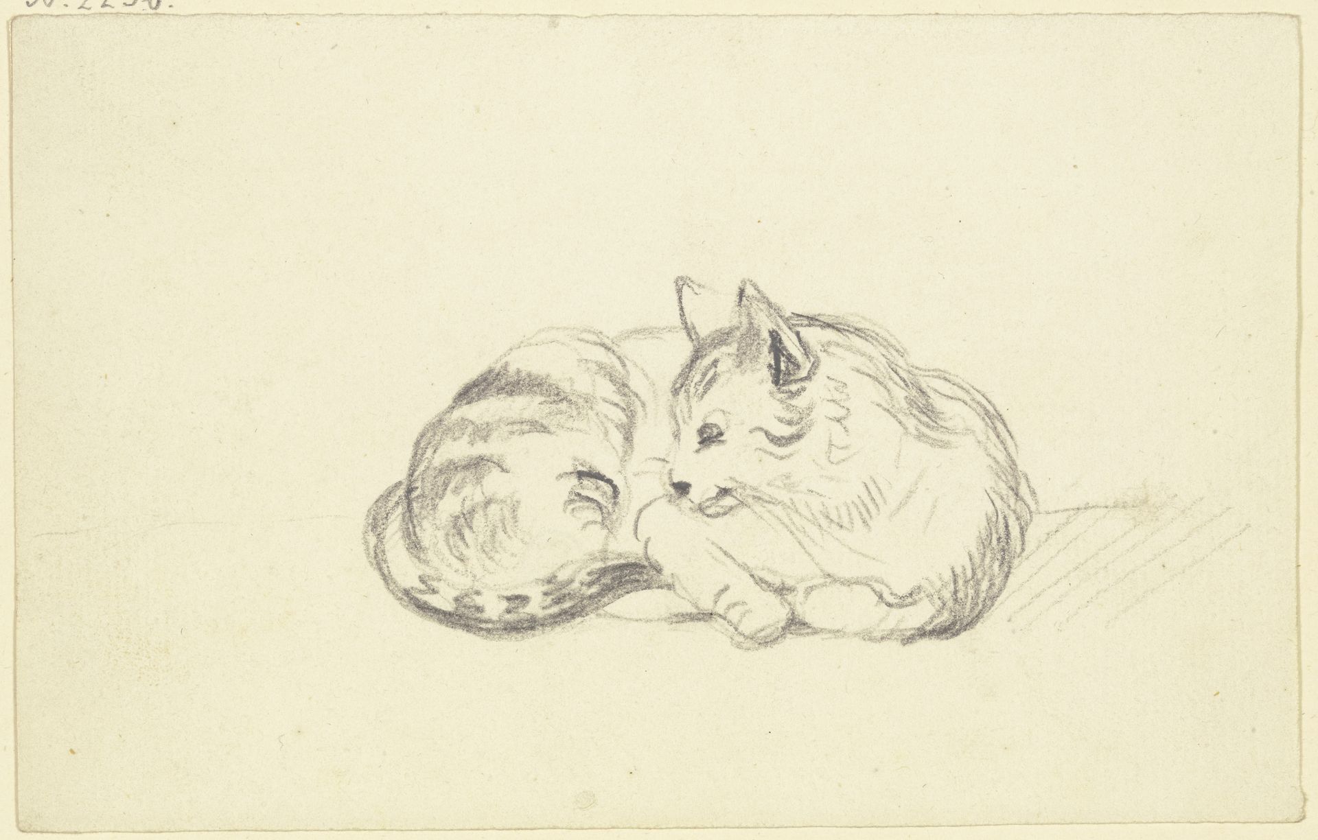 Lying cat by Friedrich Wilhelm Hirt