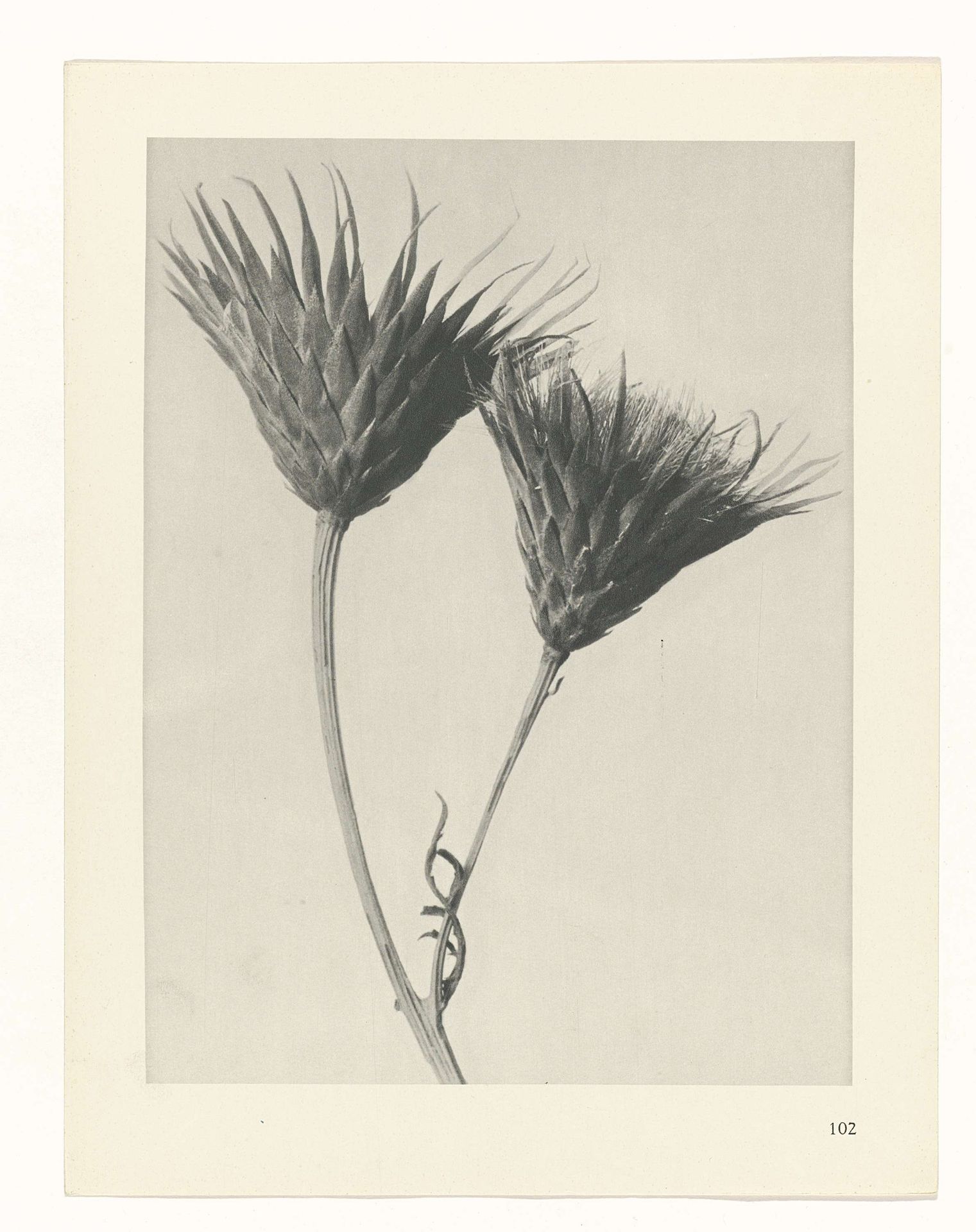 Plantstudie by Karl Blossfeldt