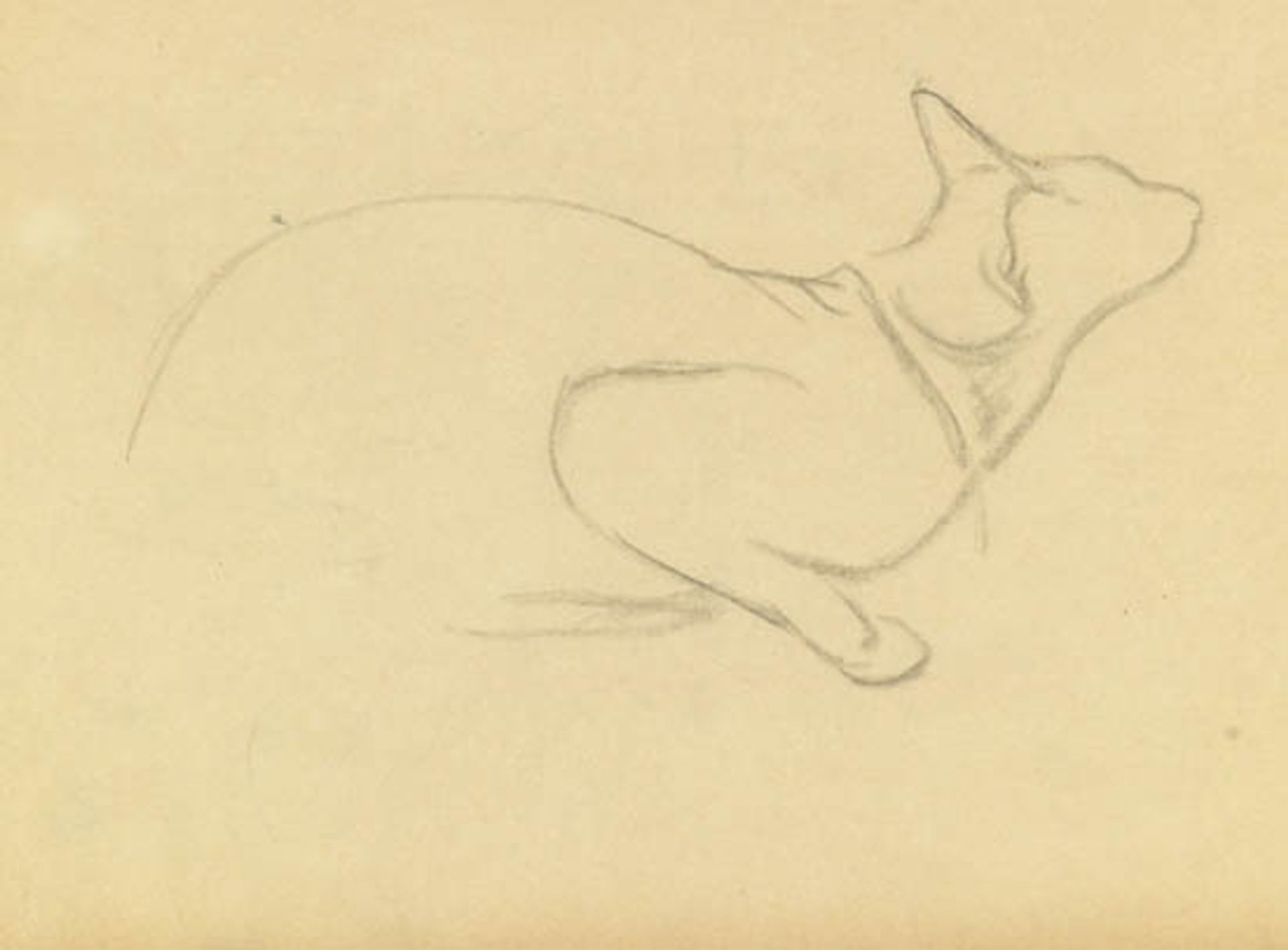 Study of a cat by Théophile Alexandre Steinlen