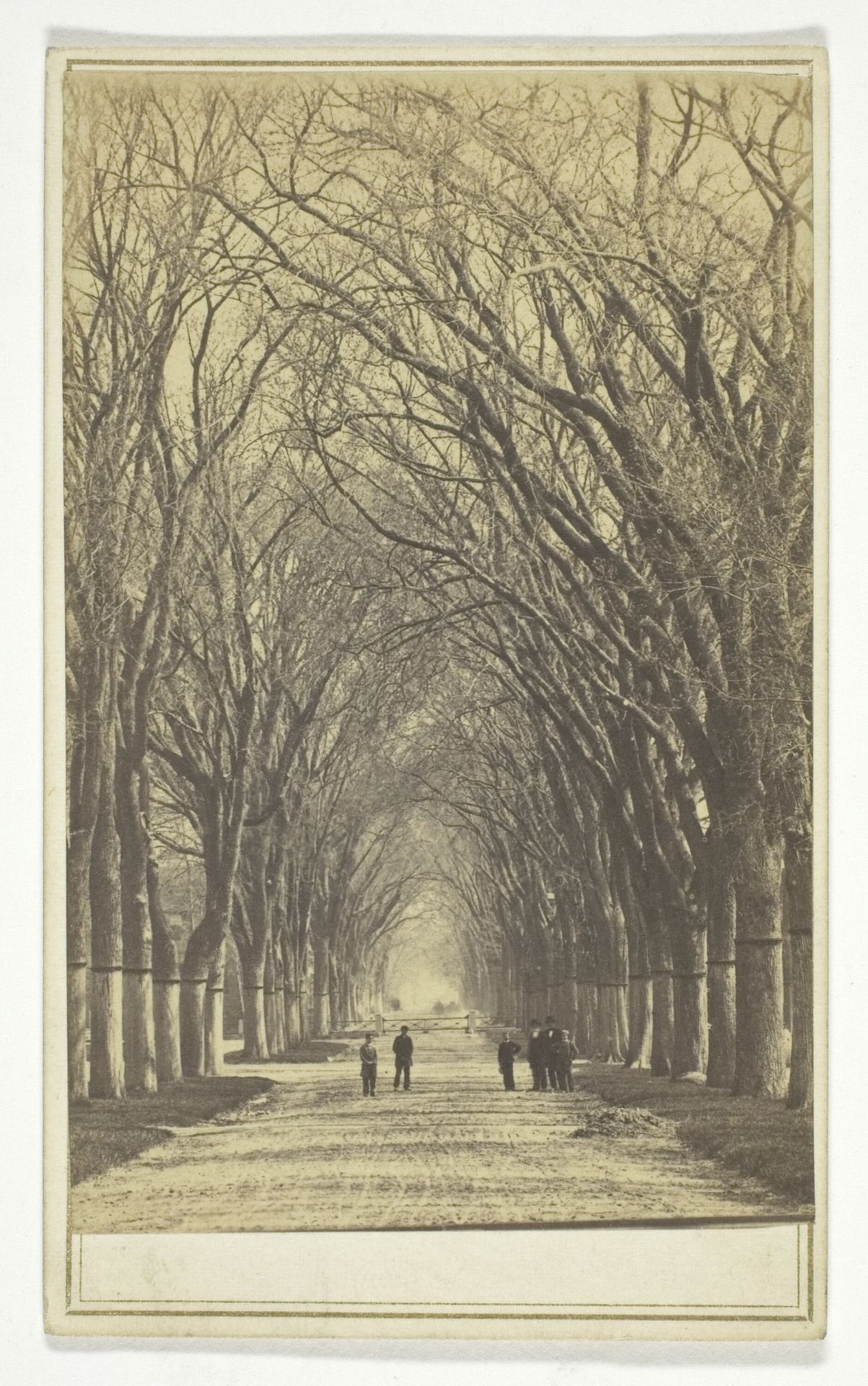 Untitled (avenue of trees) by Anonymous