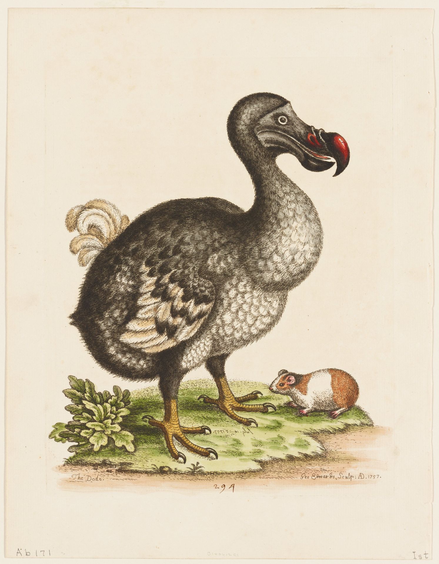 The Dodo and the Guinea Pig by George Edwards