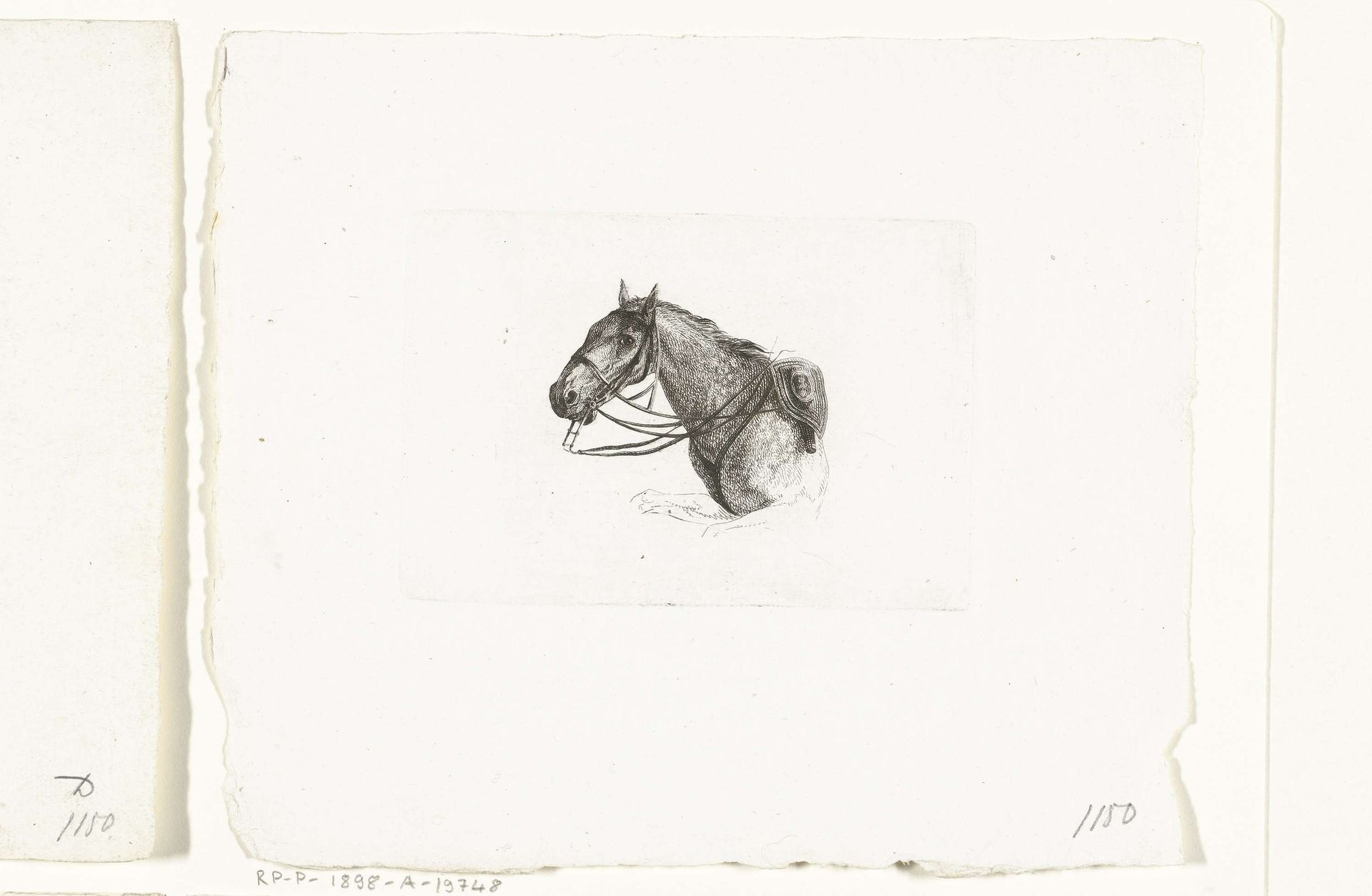 Paardenhoofd, naar links by Joannes Bemme