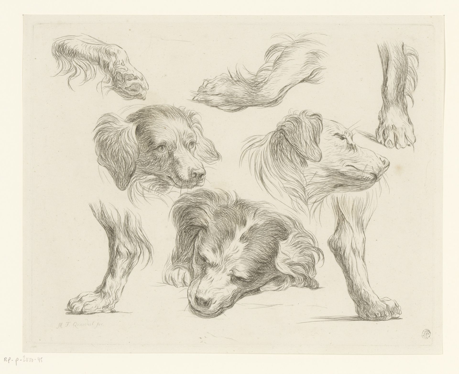 Drie hondenkoppen en -poten by Martin Ferdinand Quadal
