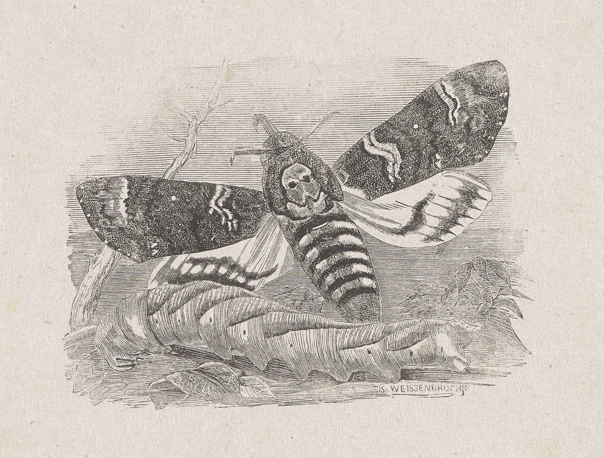 Doodshoofdvlinder in de stadia rups en vlinder by Isaac Weissenbruch