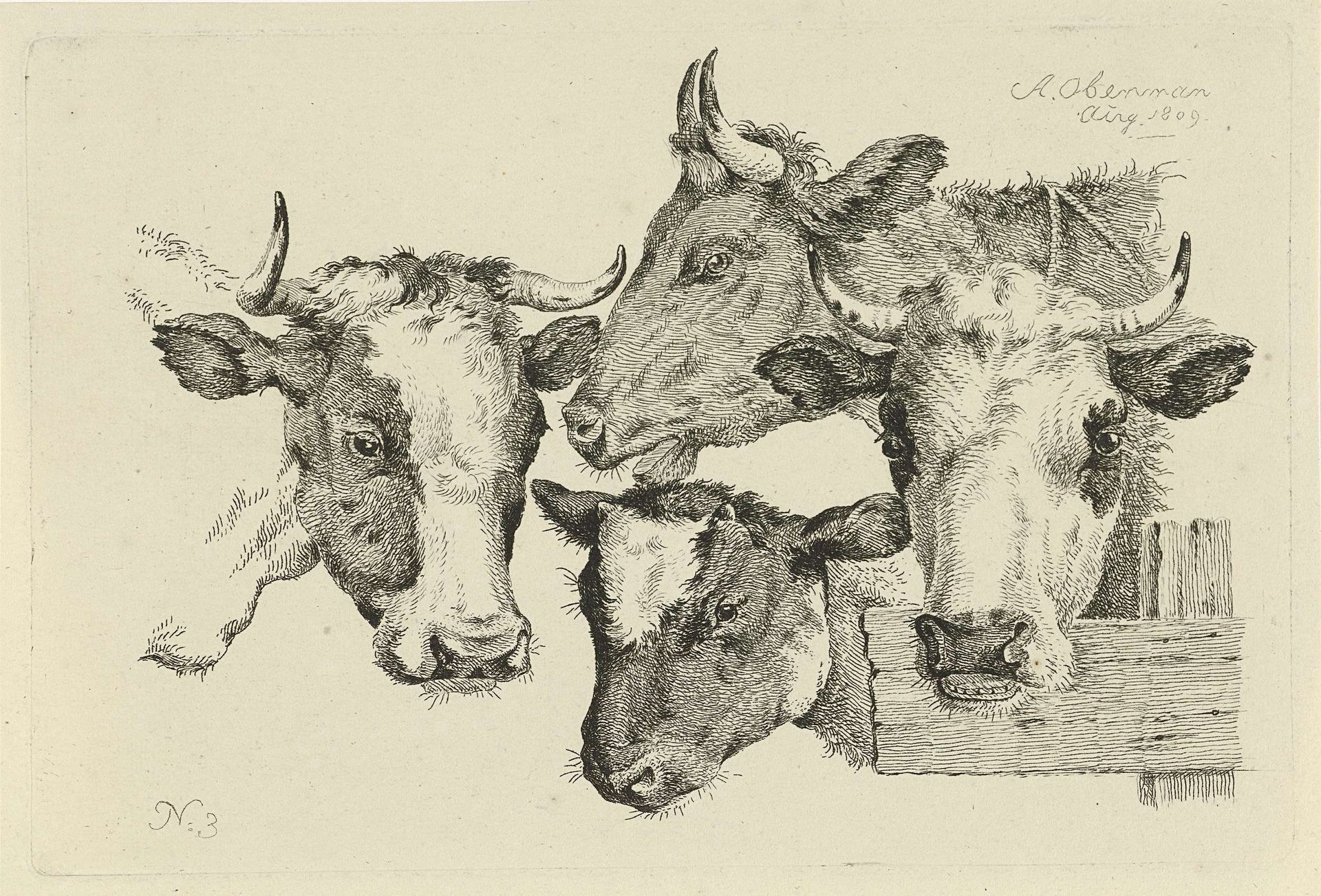 Drie koeien- en een kalfskop by Anthony Oberman