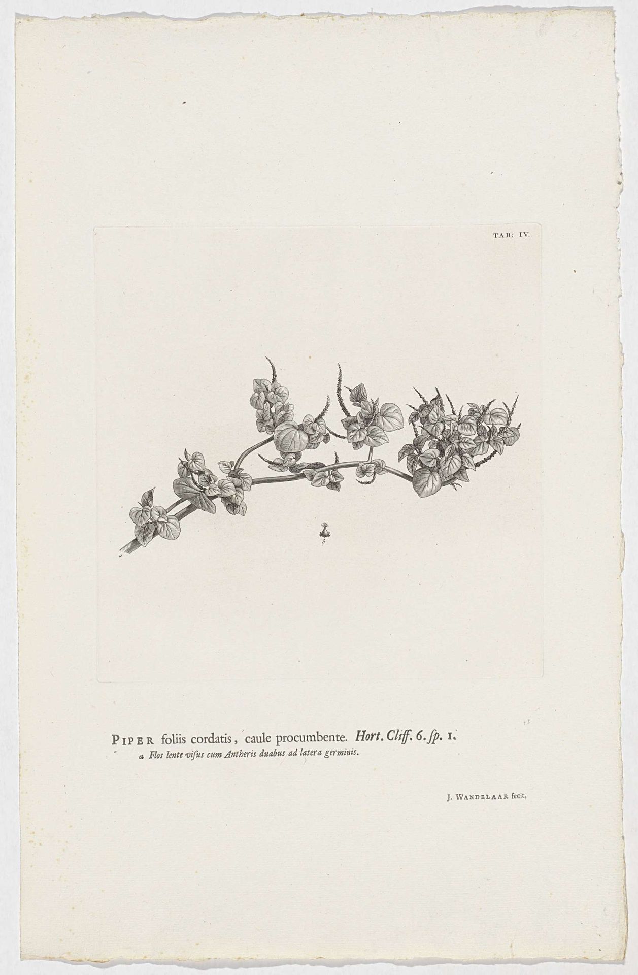 Peperomia pellucida by Jan Wandelaar