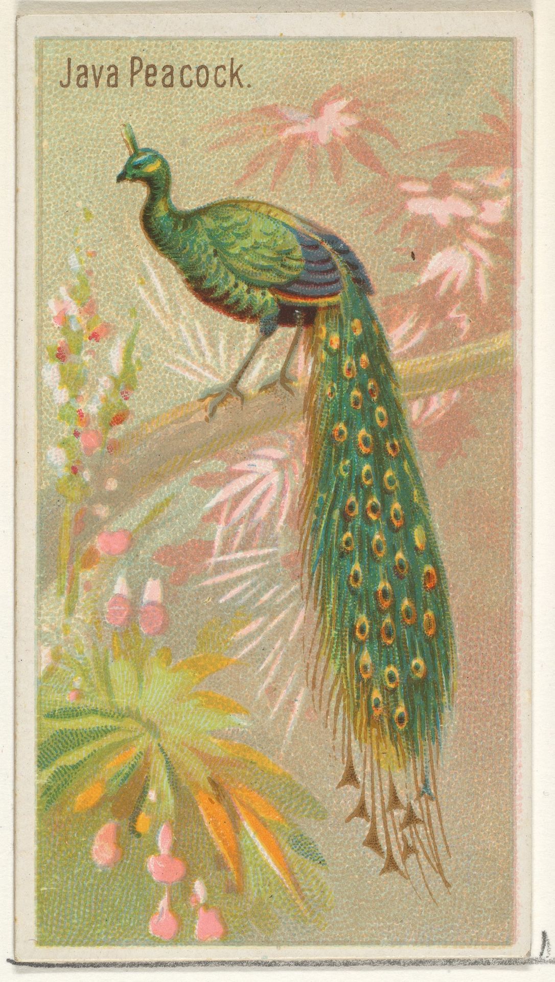 Java Peacock, from the Birds of the Tropics series (N5) for Allen & Ginter Cigarettes Brands by Allen & Ginter