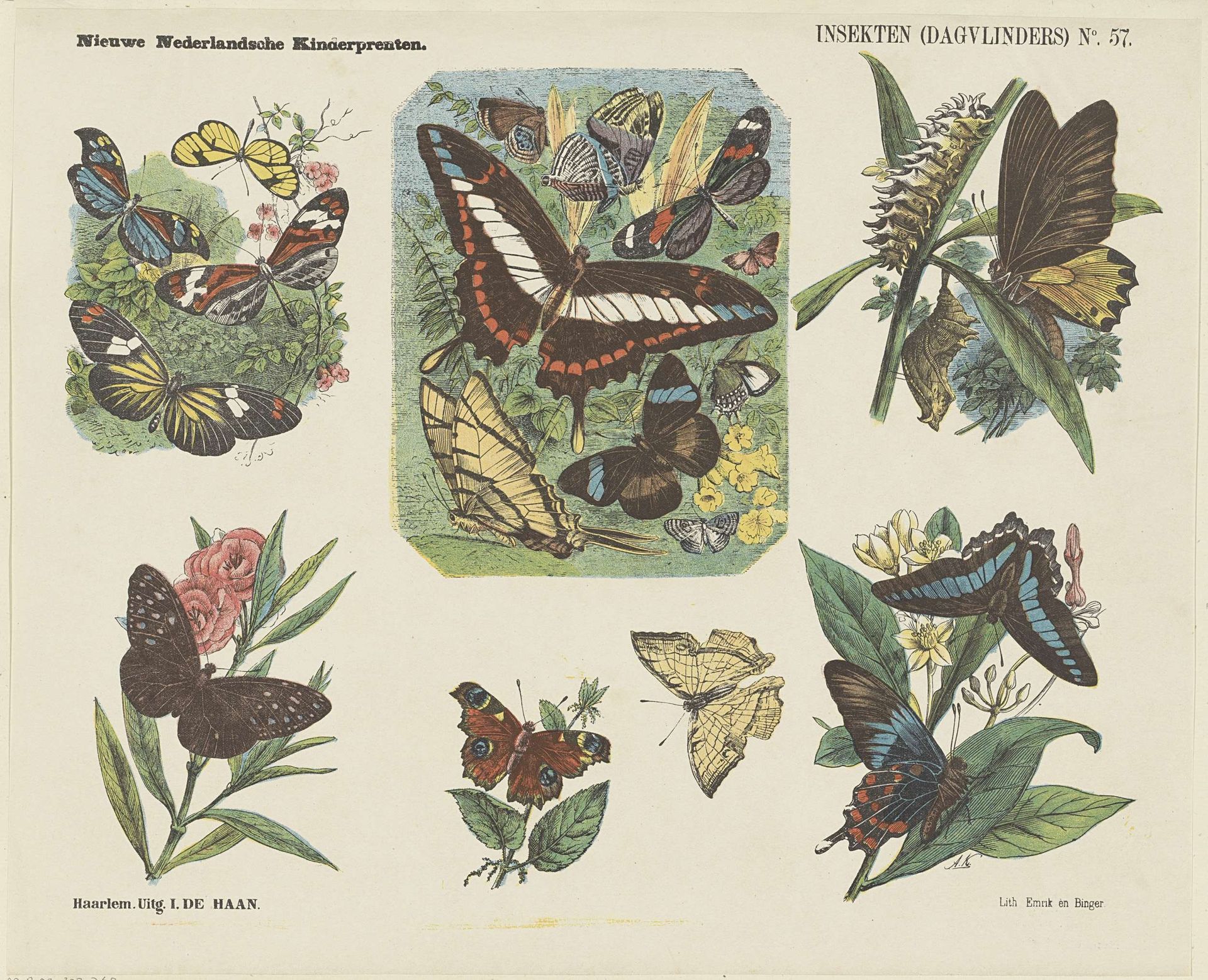 Insekten (dagvlinders) by Jan de Haan