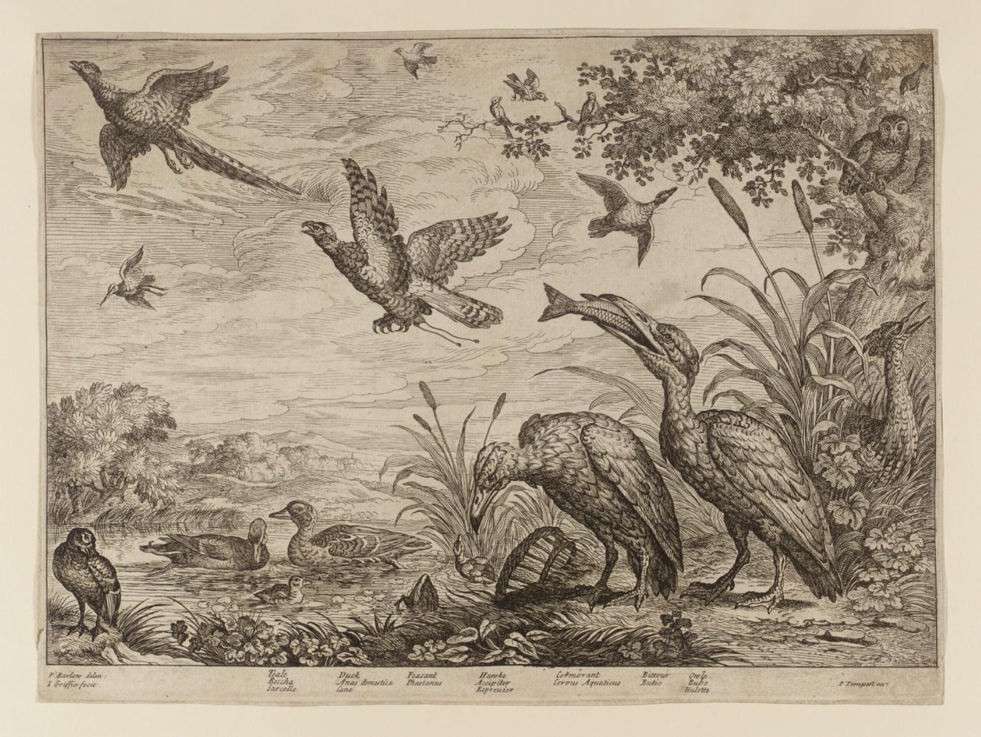 Teale; Duck; Feasant; Hawke; Cormorant; Bittour; Owle by Francis Barlow