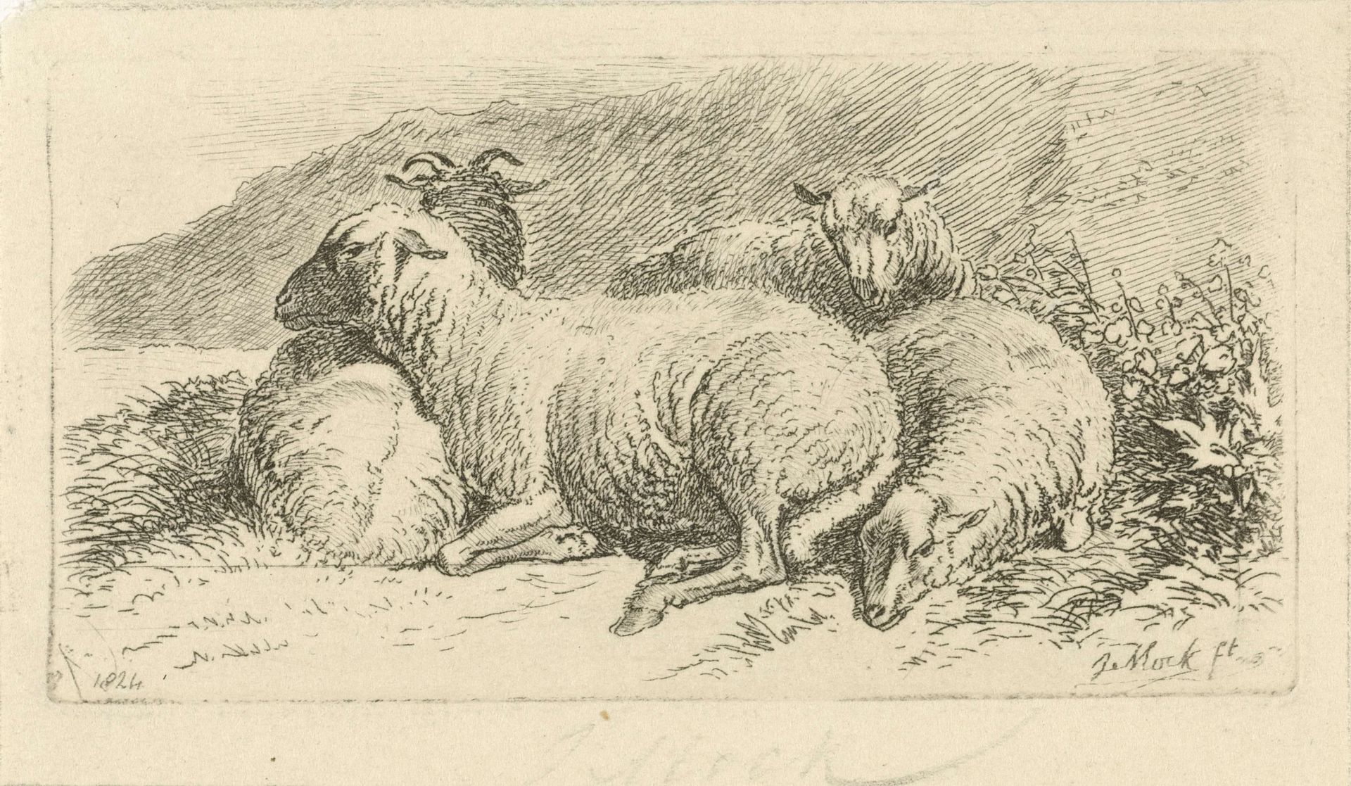 Vier liggende schapen by Johannes Mock
