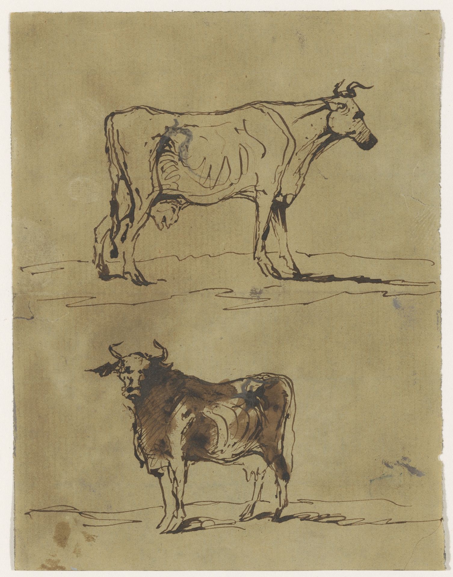 Twee studies van een koe by Johannes Tavenraat