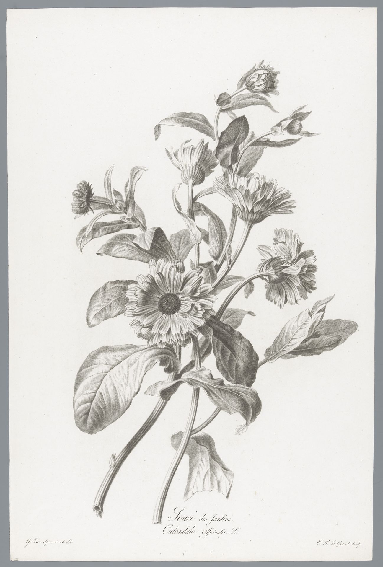 Goudsbloem by Pierre François Legrand