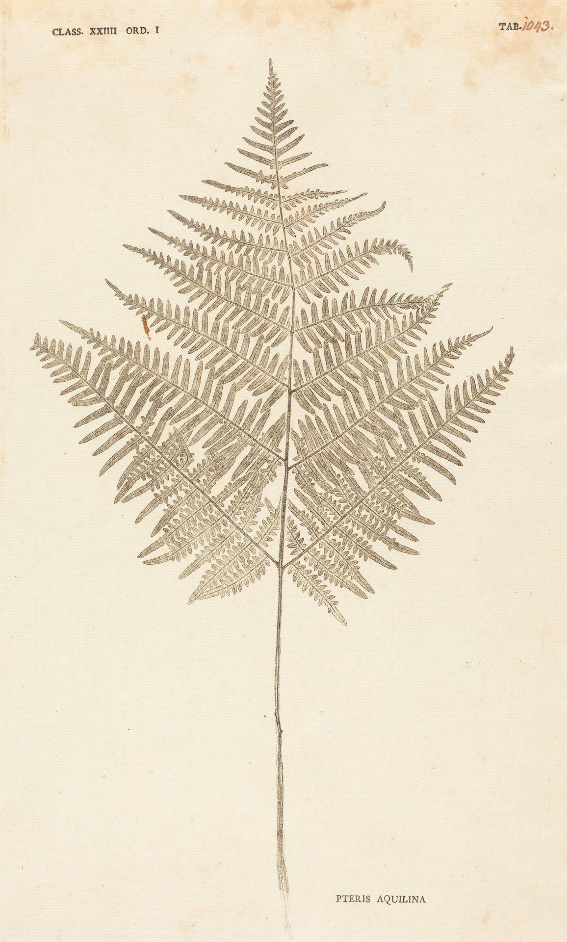 Pteris Aquilina by Johann Hieronymus Kniphof