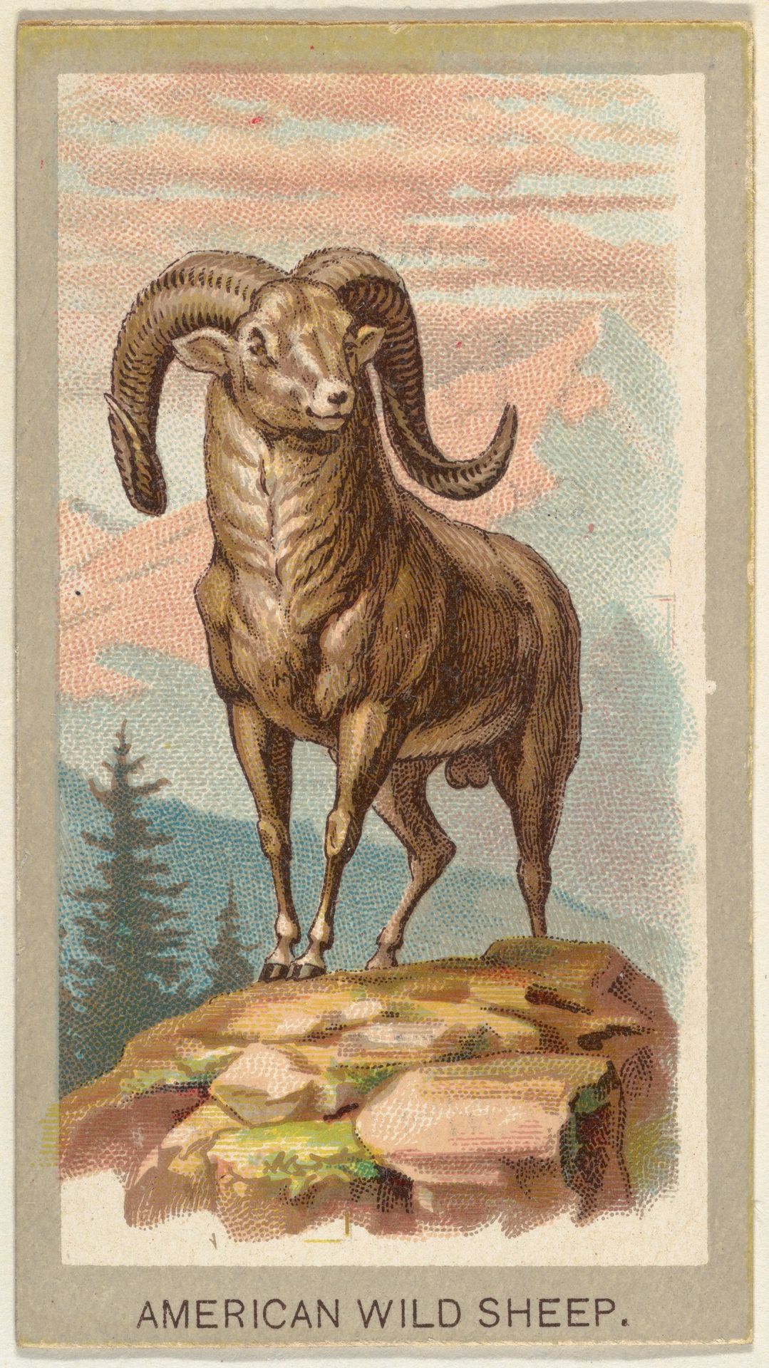 American Wild Sheep, from the Animals of the World series (T180), issued by Abdul Cigarettes by Abdul Cigarettes