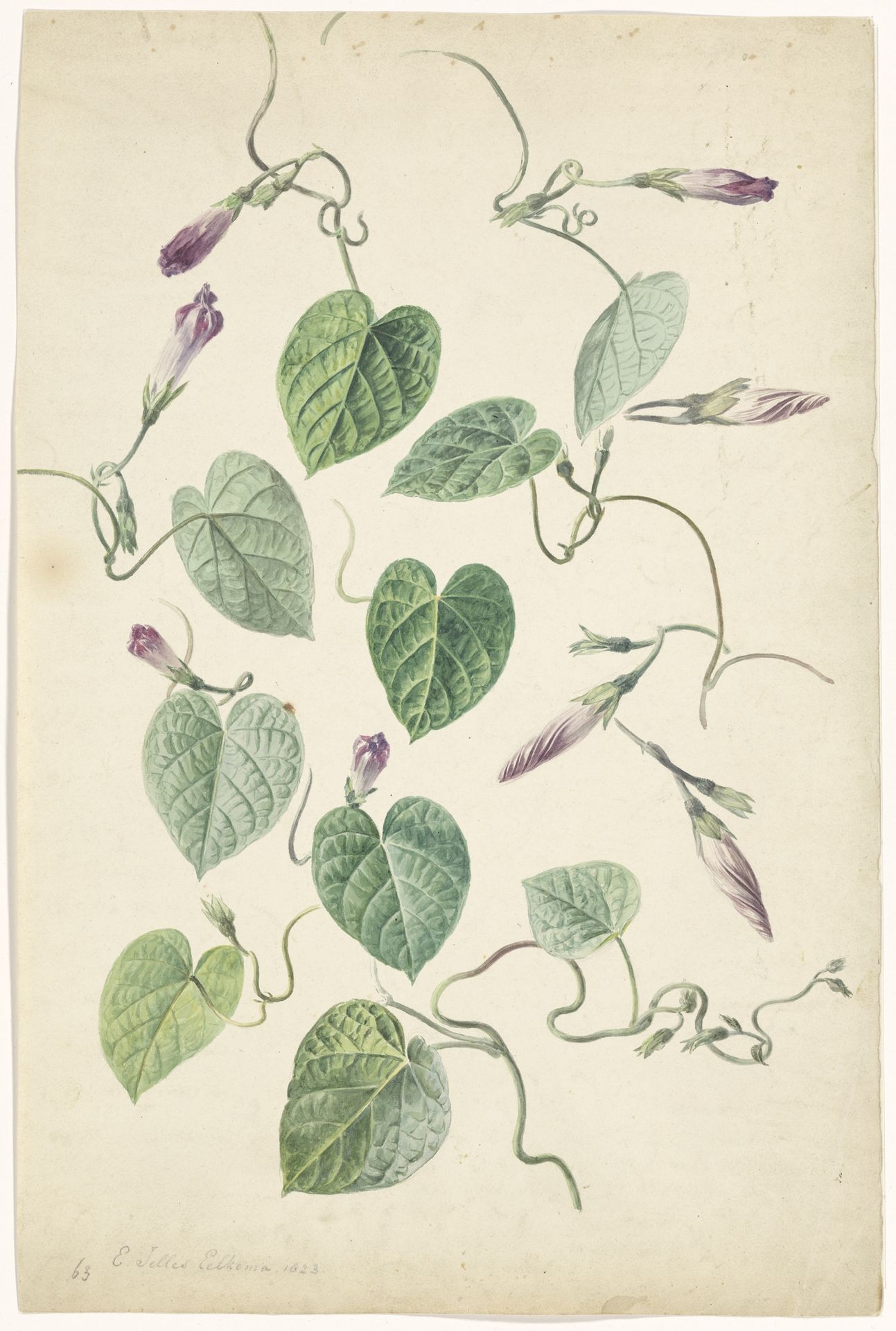 Ipomoea by Eelke Jelles Eelkema