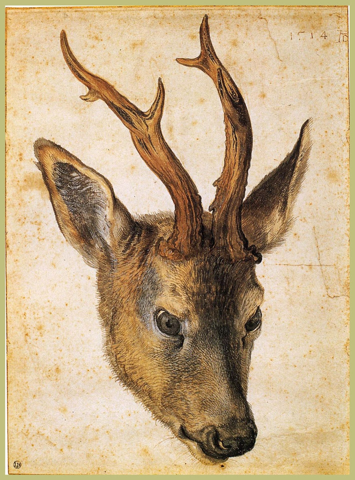 Head of a Stag by Albrecht Durer