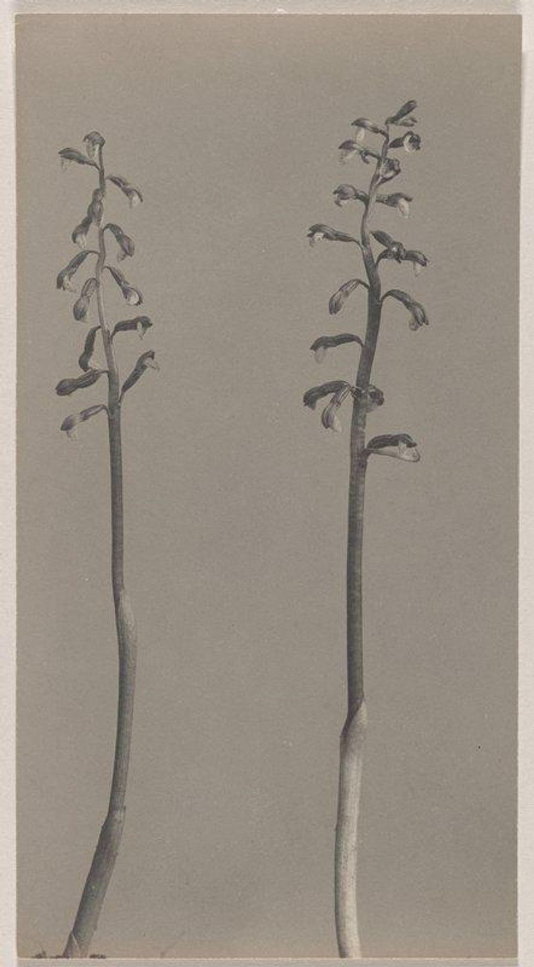 Corallorrhiza wisteriana- Wister's Coral Root by Edwin Hale Lincoln