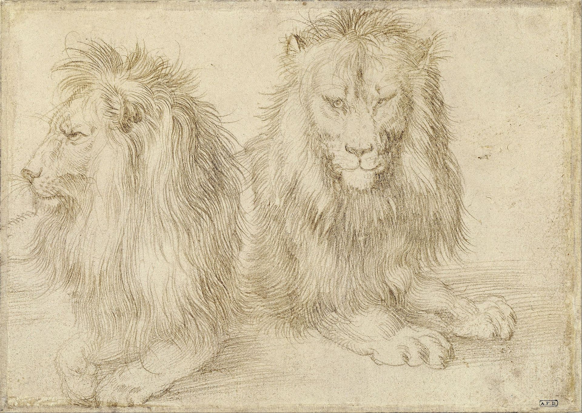 Two seated lions by Albrecht Durer