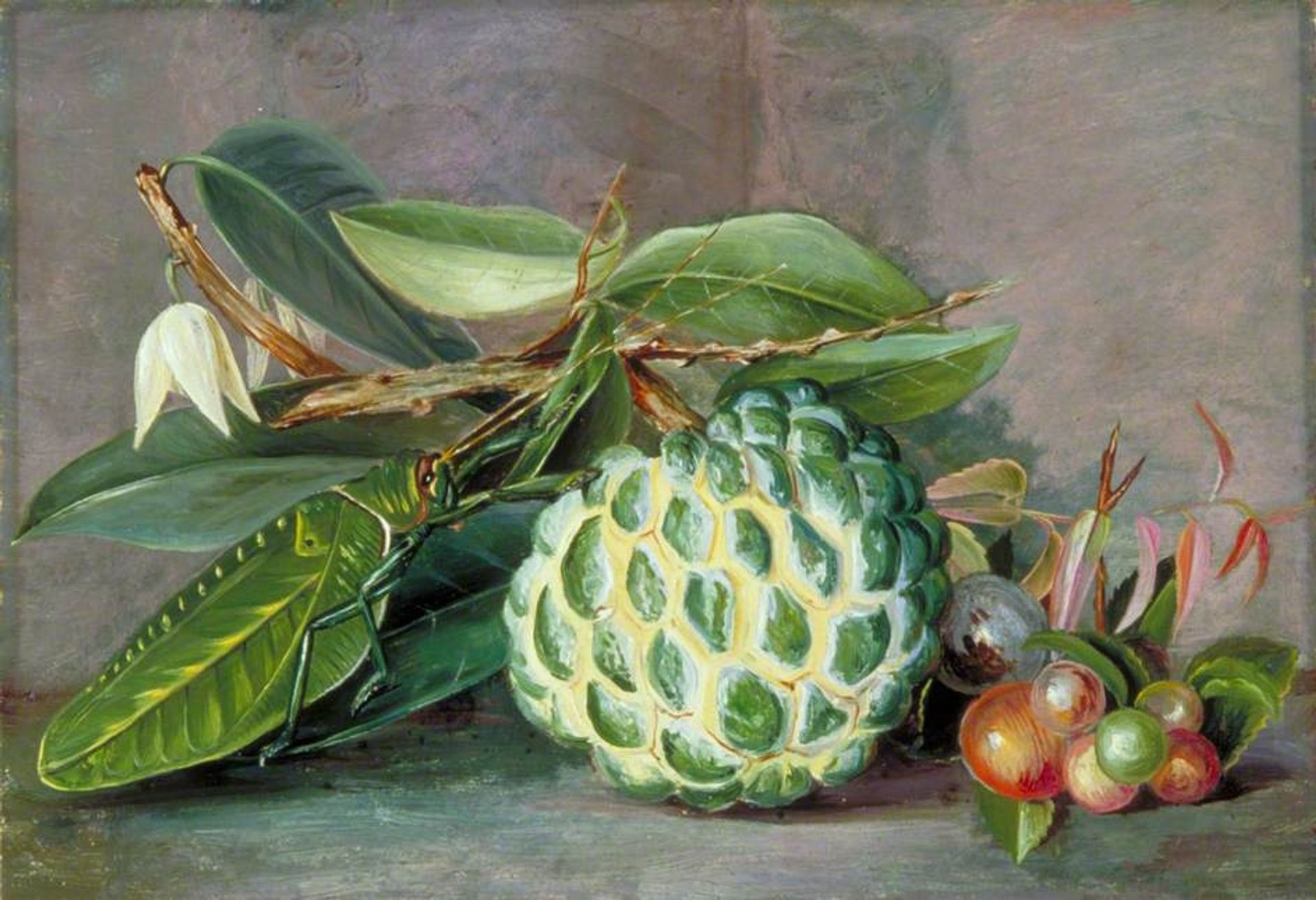 Custard Apple, Native 'Gooseberry' of Sarawak, and Leaf Locust by Marianne North
