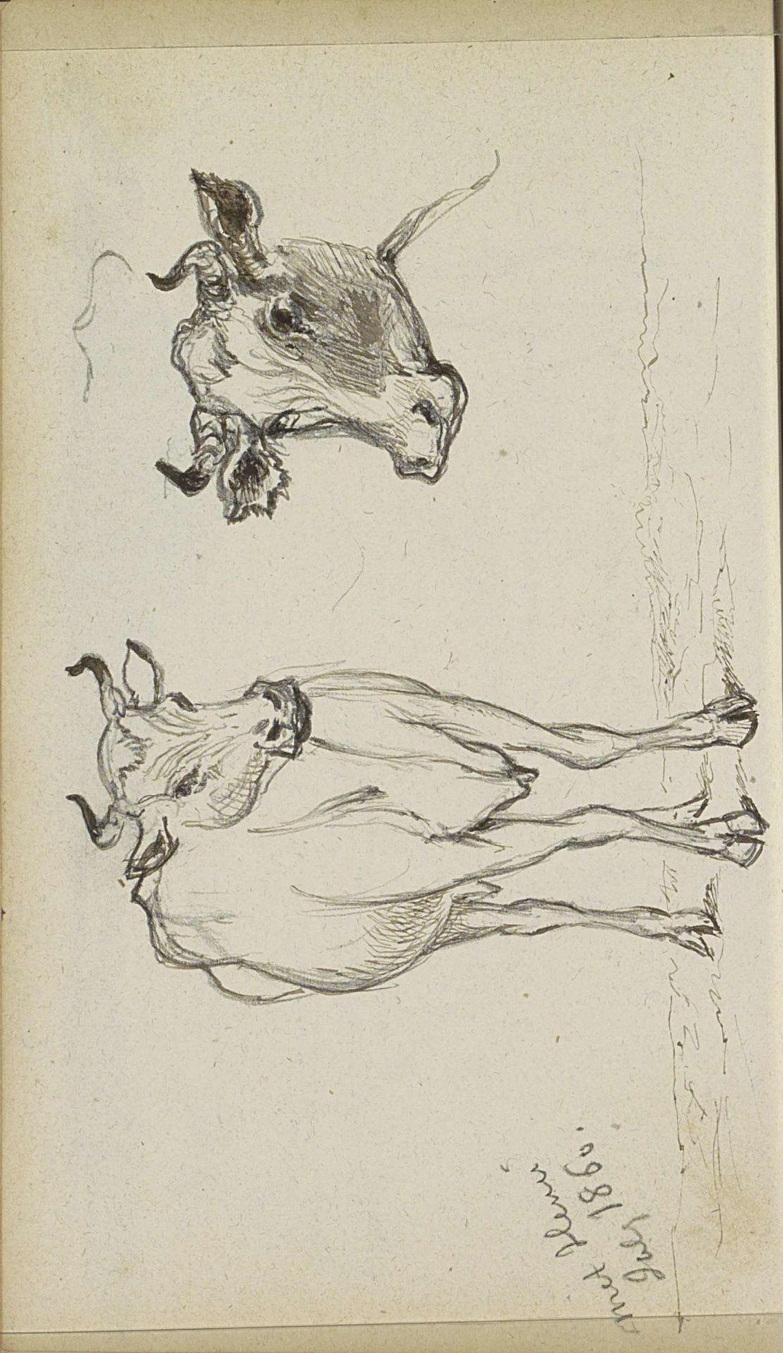Koe en een koeienkop by Johannes Tavenraat