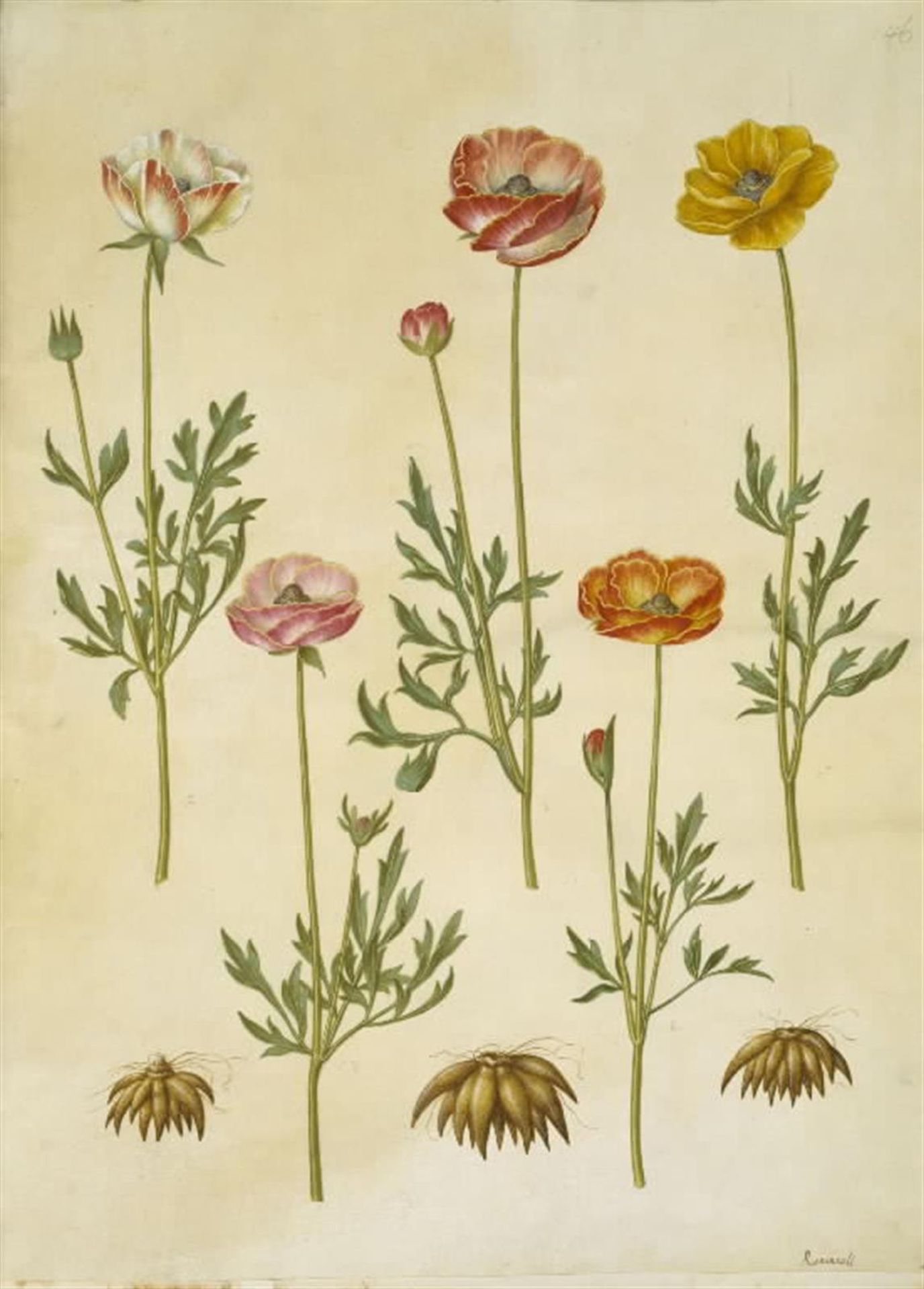 Ranunculus asiaticus (have-ranunkel) by Hans Simon Holtzbecker