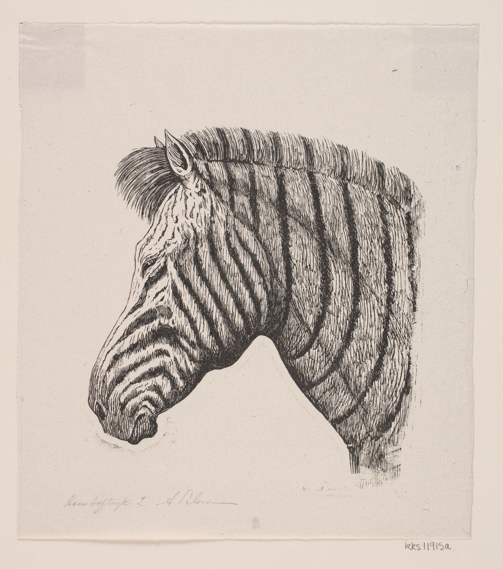 Hoved af en Zebra by Alexander Blom