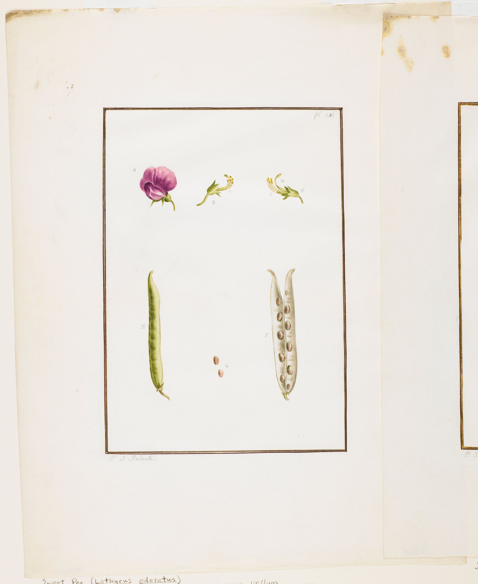 Botanical Dissection- Sweet Pea (Lathyrus odoratus) by Pierre Joseph Redouté