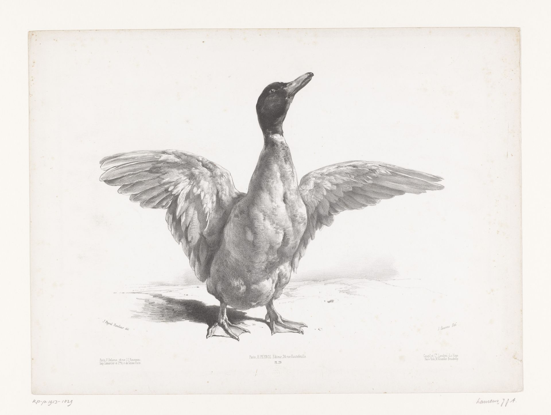 Studie van een eend met gespreide vleugels by Jules Laurens