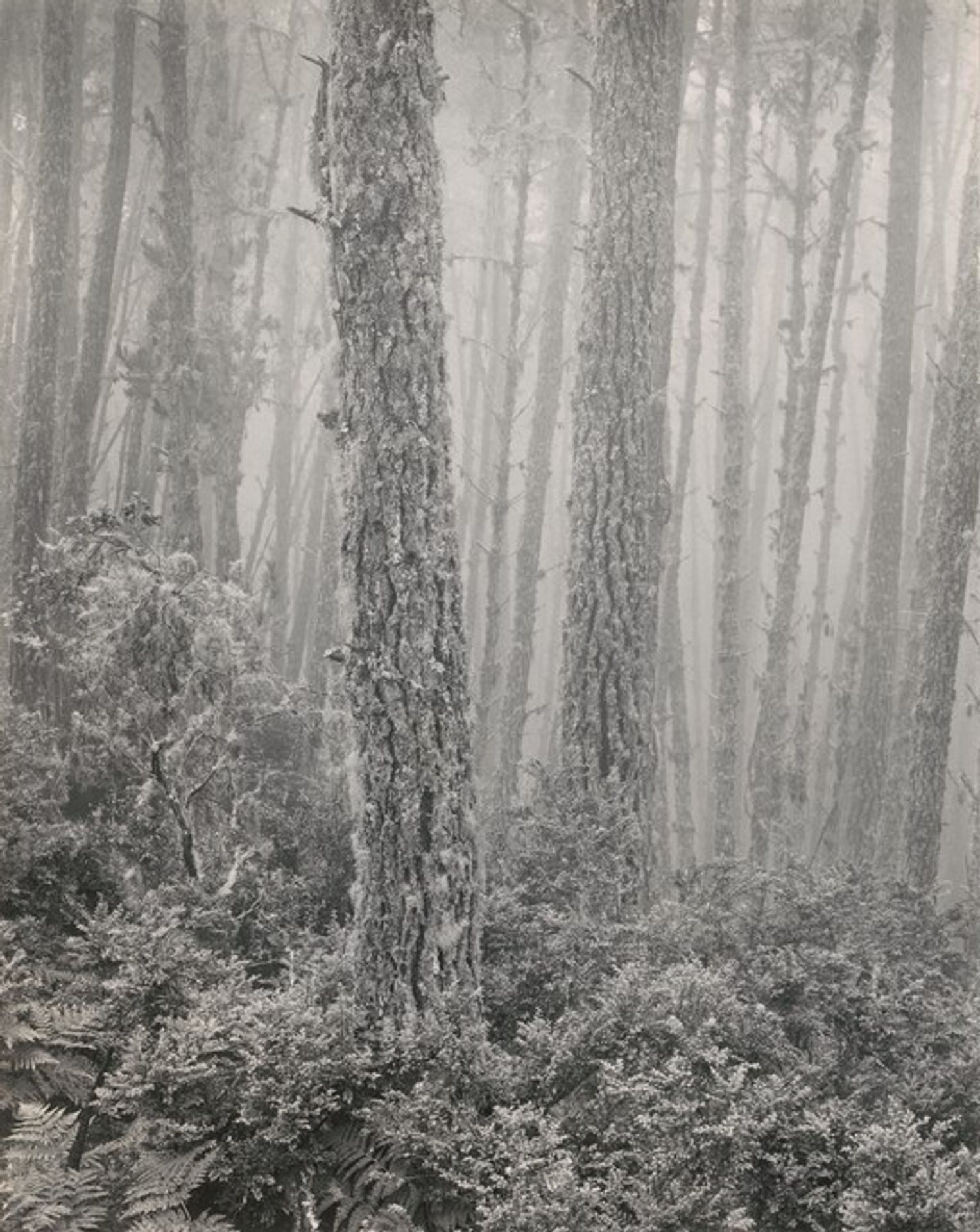 Del Monte Forest by Wynn Bullock
