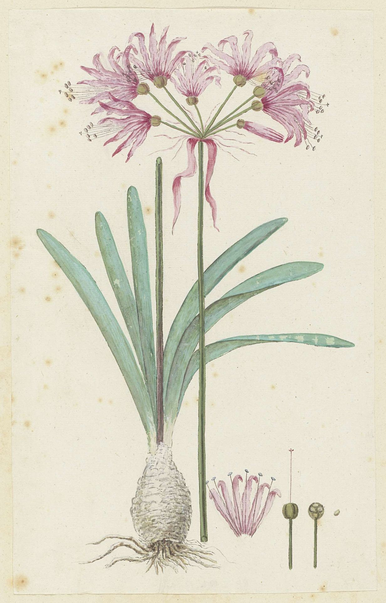 Nerine humilis (Jacq.) Herb. (Amaryllis humilis) by Robert Jacob Gordon