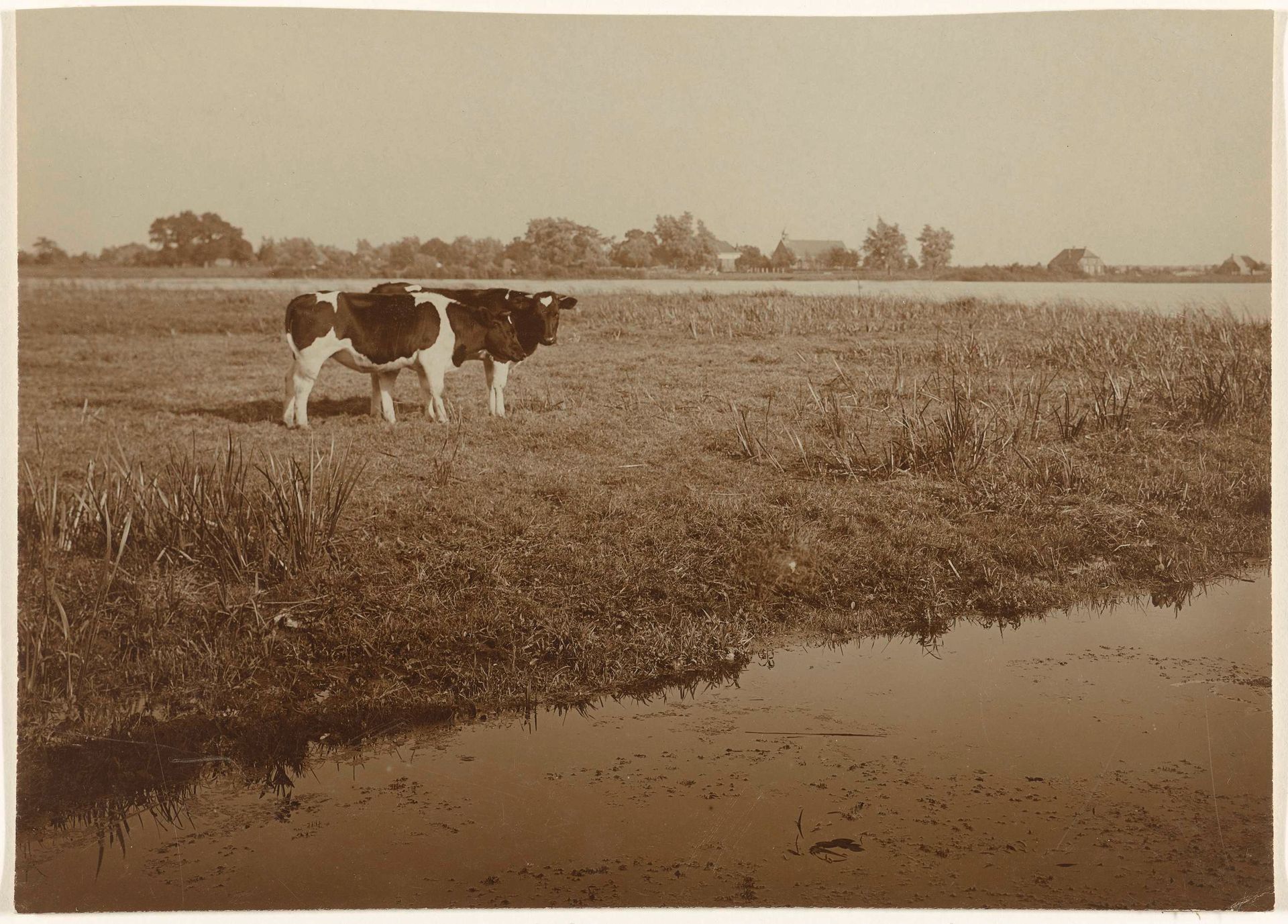 Twee koeien in een wei bij een meer by Richard Tepe