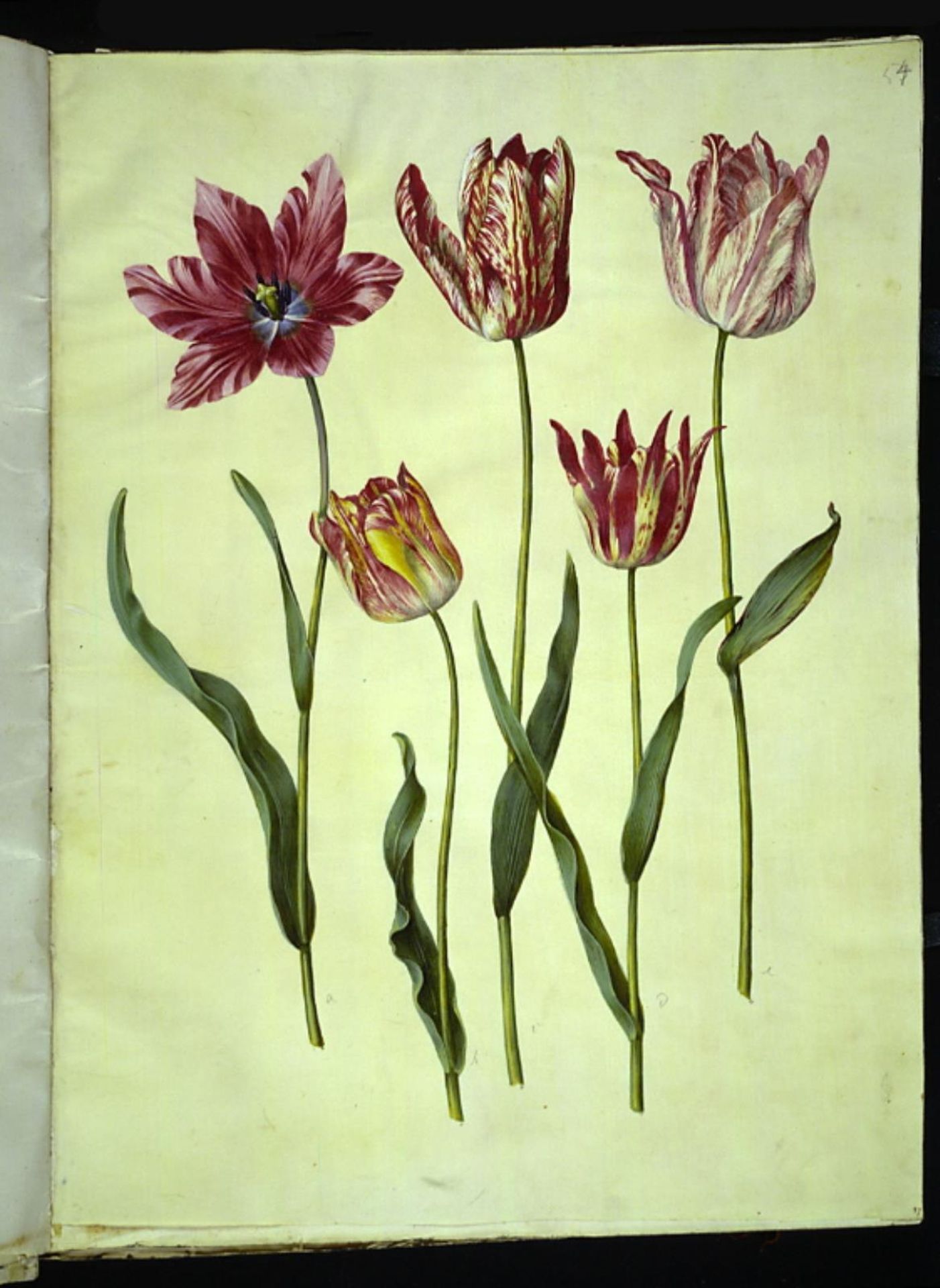 Tulipa gesneriana (have-tulipan) by Hans Simon Holtzbecker