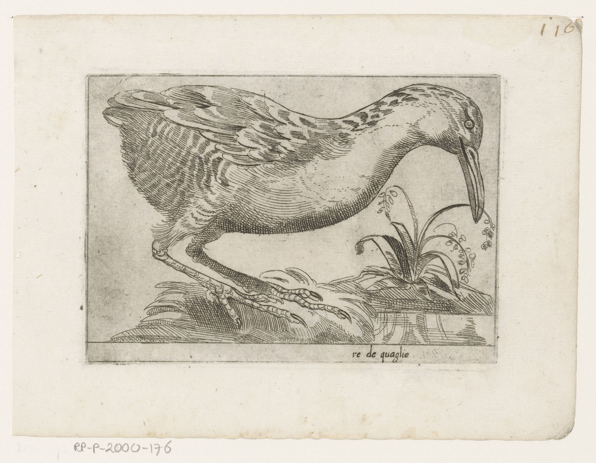 Kwartelkoning (Crex crex) by Jacques de Fornazeris