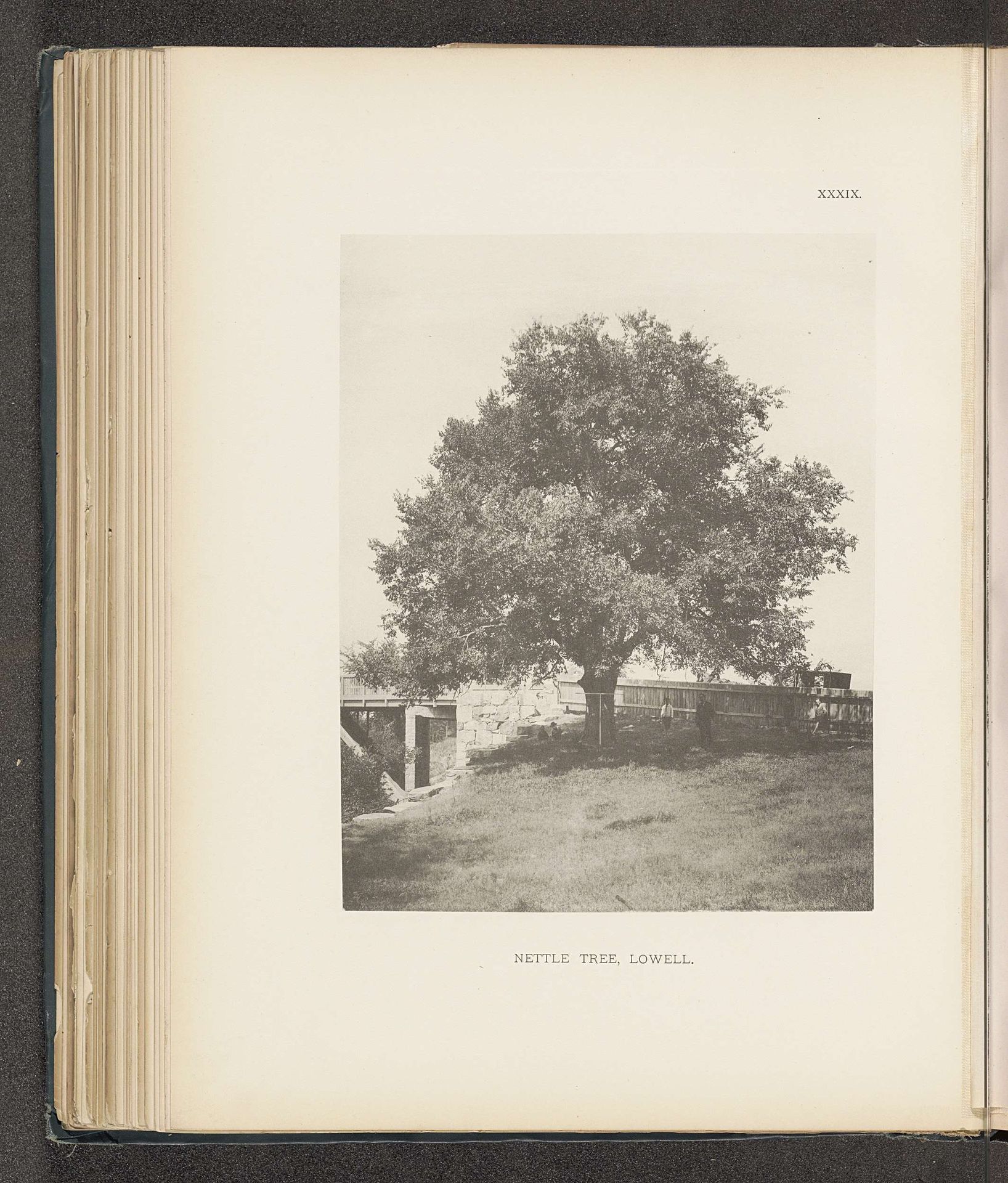 Nettle tree, Lowell by Henry Brooks