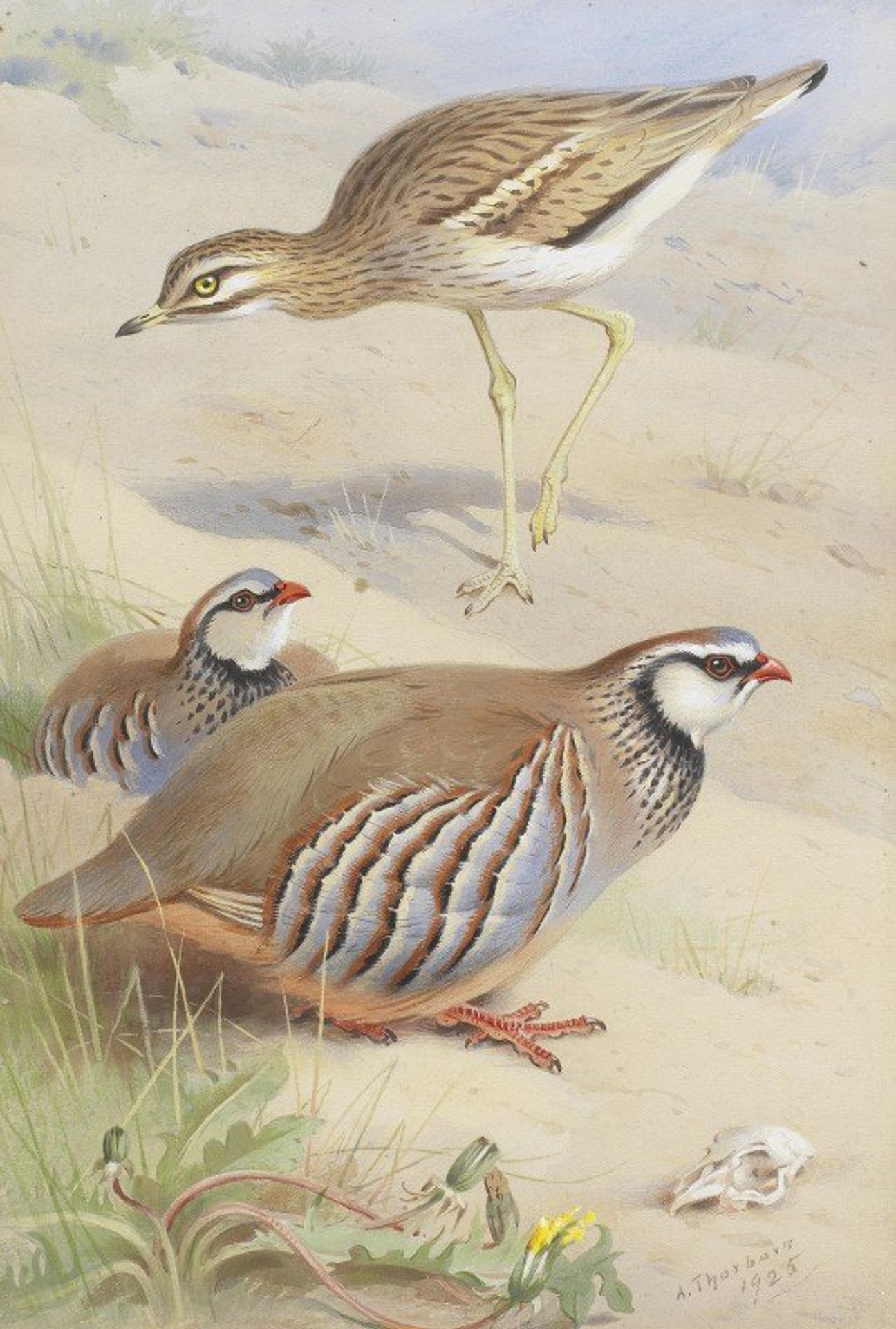 A Stone Curlew And A Pair Of French Partridge by Archibald Thorburn